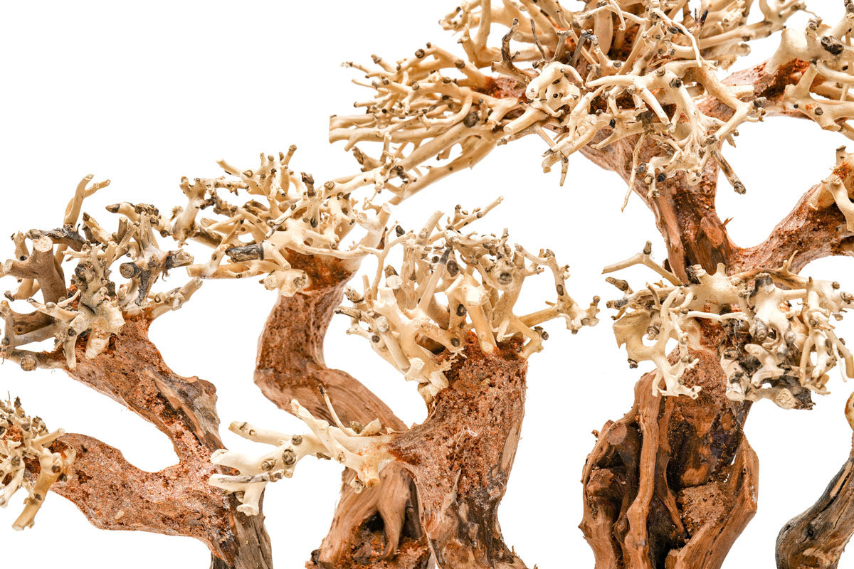 Premium Uns Bonsai 008 - Miniature Japanese Bonsai Tree for Home & Office Decor | Perfect Gift for Plant Lovers & Zen Garden Enthusiasts