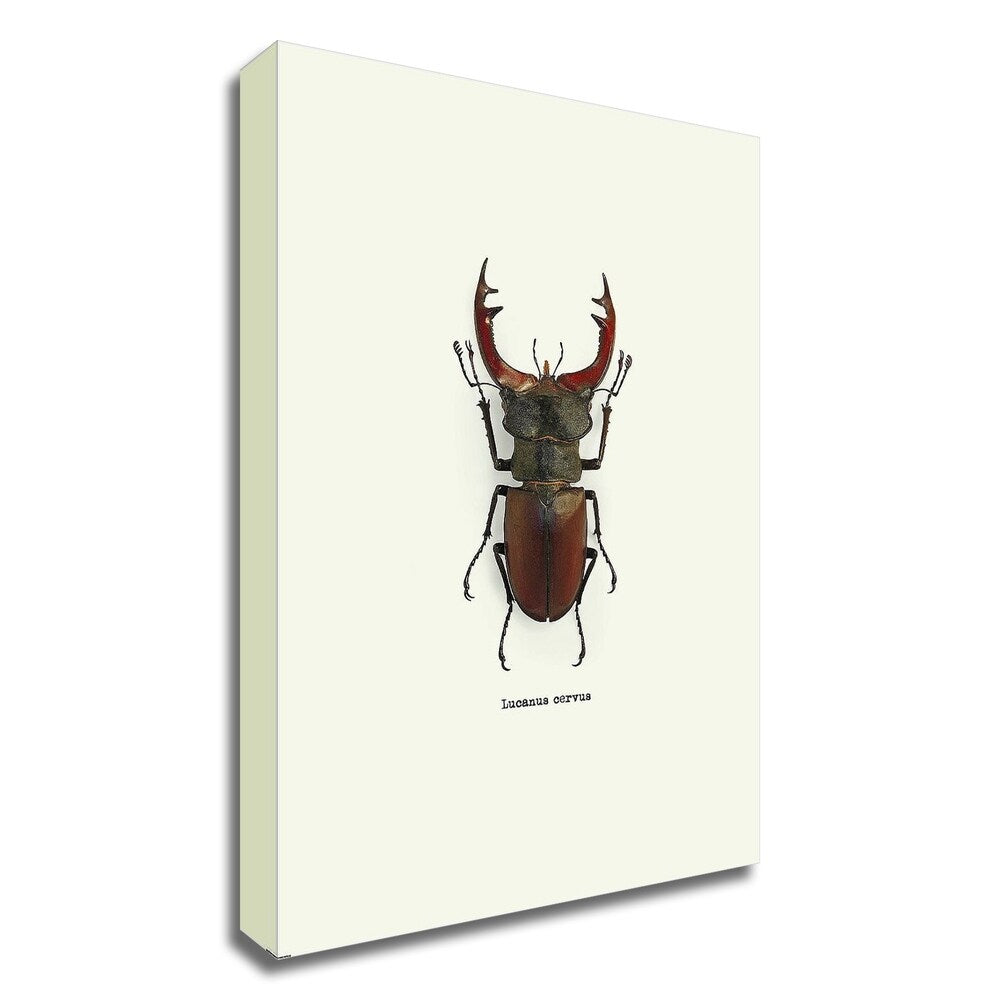 Beetle Red Abstract Art Print by GraphINC - Premium Canvas Wall Decor, Ready to Hang - Perfect for Living Room, Bedroom & Office Decor