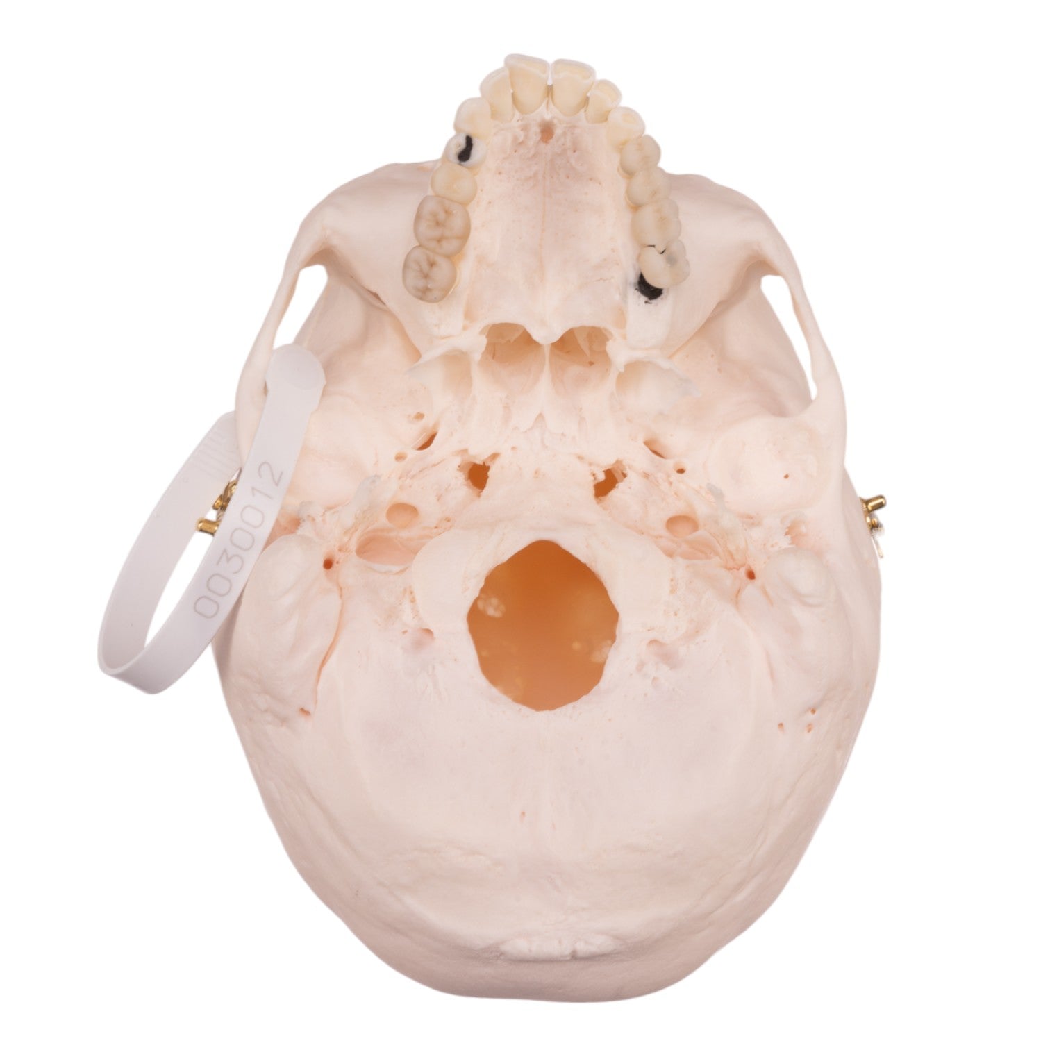 Premium Anatomical Human Skull Model - Medical Grade for Students & Professionals | Ideal for Anatomy Study, Classroom Teaching & Medical Training