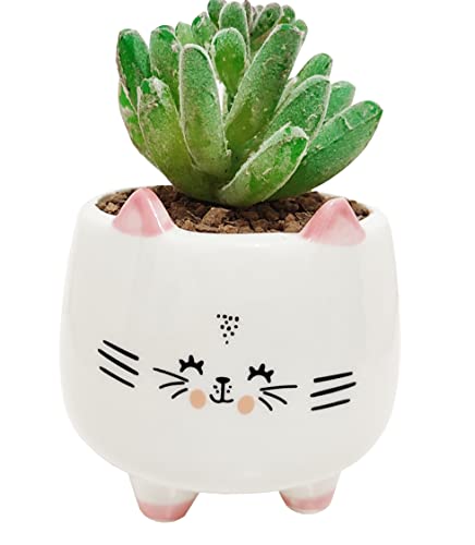 Cat a