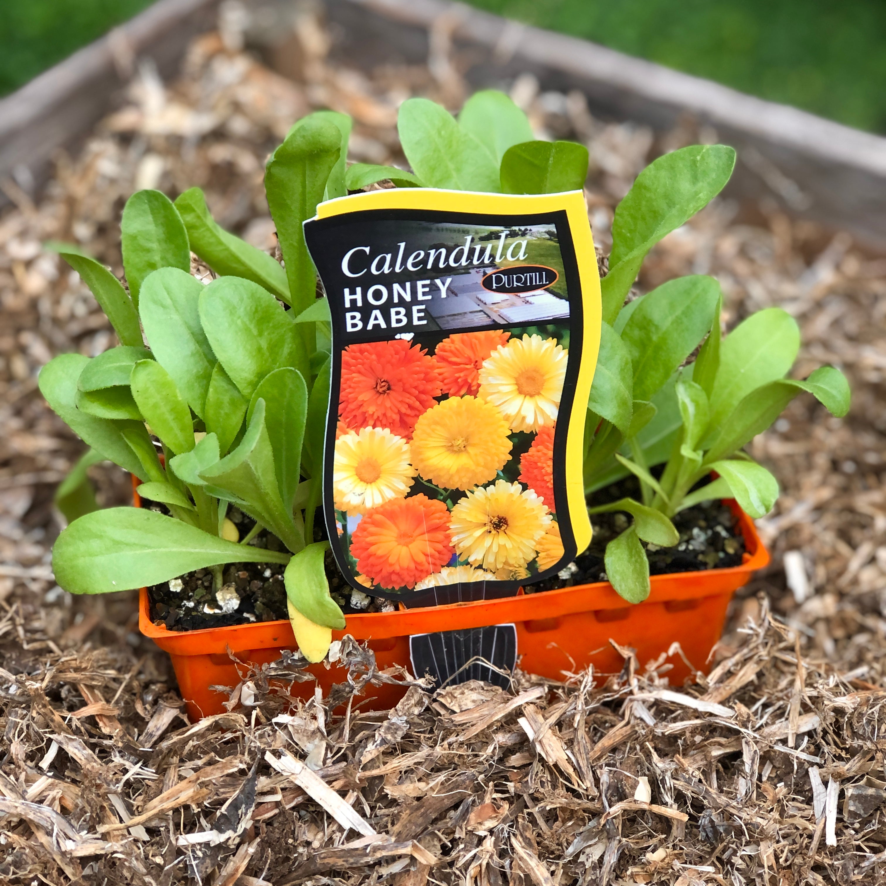 Calendula 'Honey Babe' Seeds - Organic, Non-GMO, Easy to Grow - Perfect for Home Gardens, Flower Beds & Natural Remedies