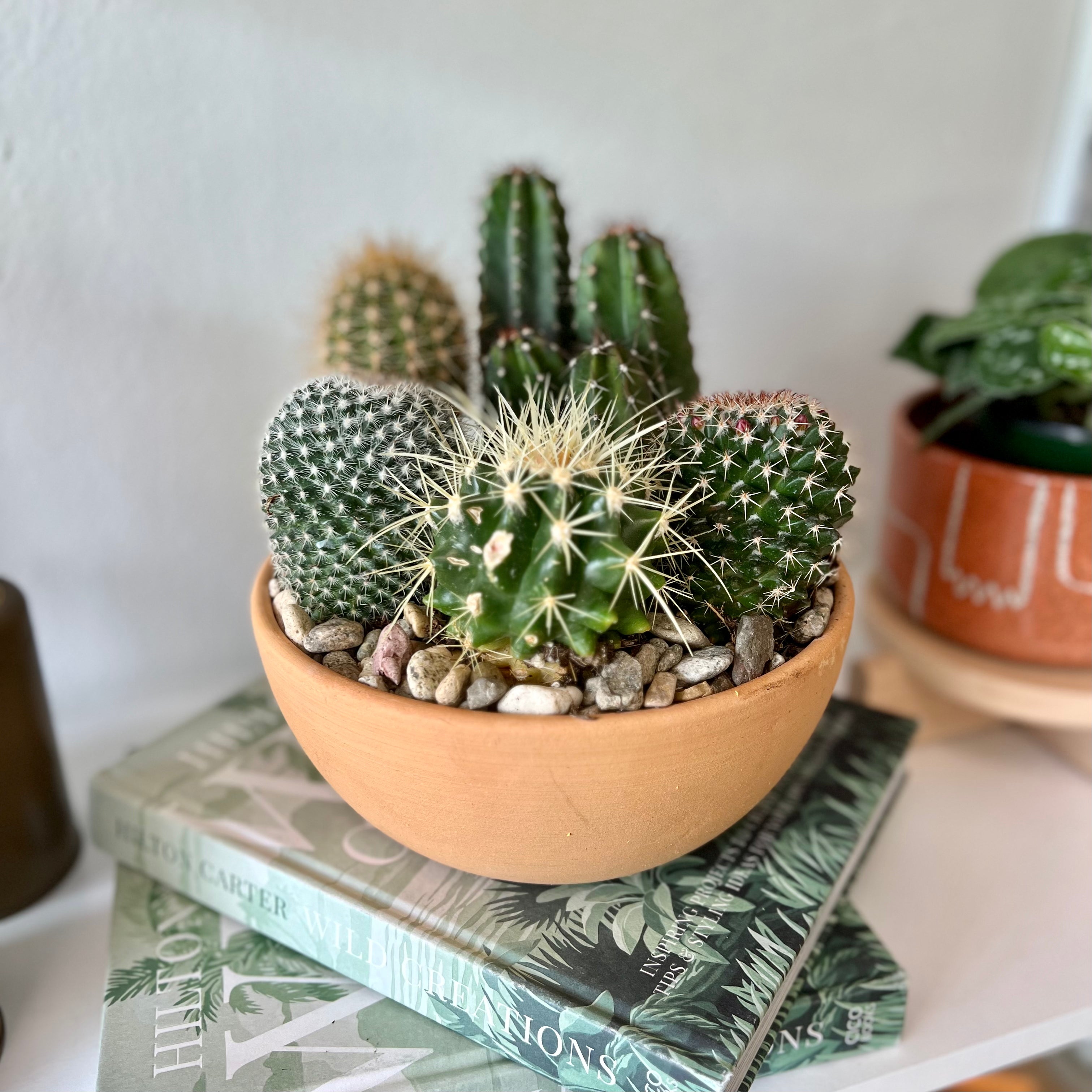 Authentic Mexican Terracotta Bowl with Cactus Garden - Perfect for Home Decor, Office Desk & Succulent Plant Arrangements