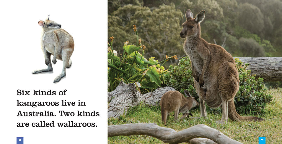 Kangaroos Book 978-1-60818-739-3 - Learn About Kangaroos for Kids & Adults - Perfect for School Projects & Animal Lovers