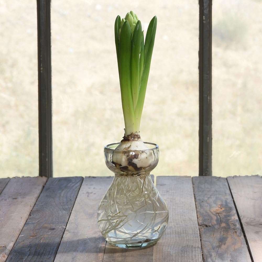 HomArt Recycled Glass Bulb Vase - Clear 1-Pack | Eco-Friendly Home Decor for Centerpieces, Wedding Decor & Gift Packaging