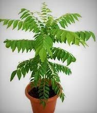 Organic Curry Leaf Plant for Indoor & Outdoor Gardening - Fresh Herbs for Cooking, Ayurveda & Home Decor