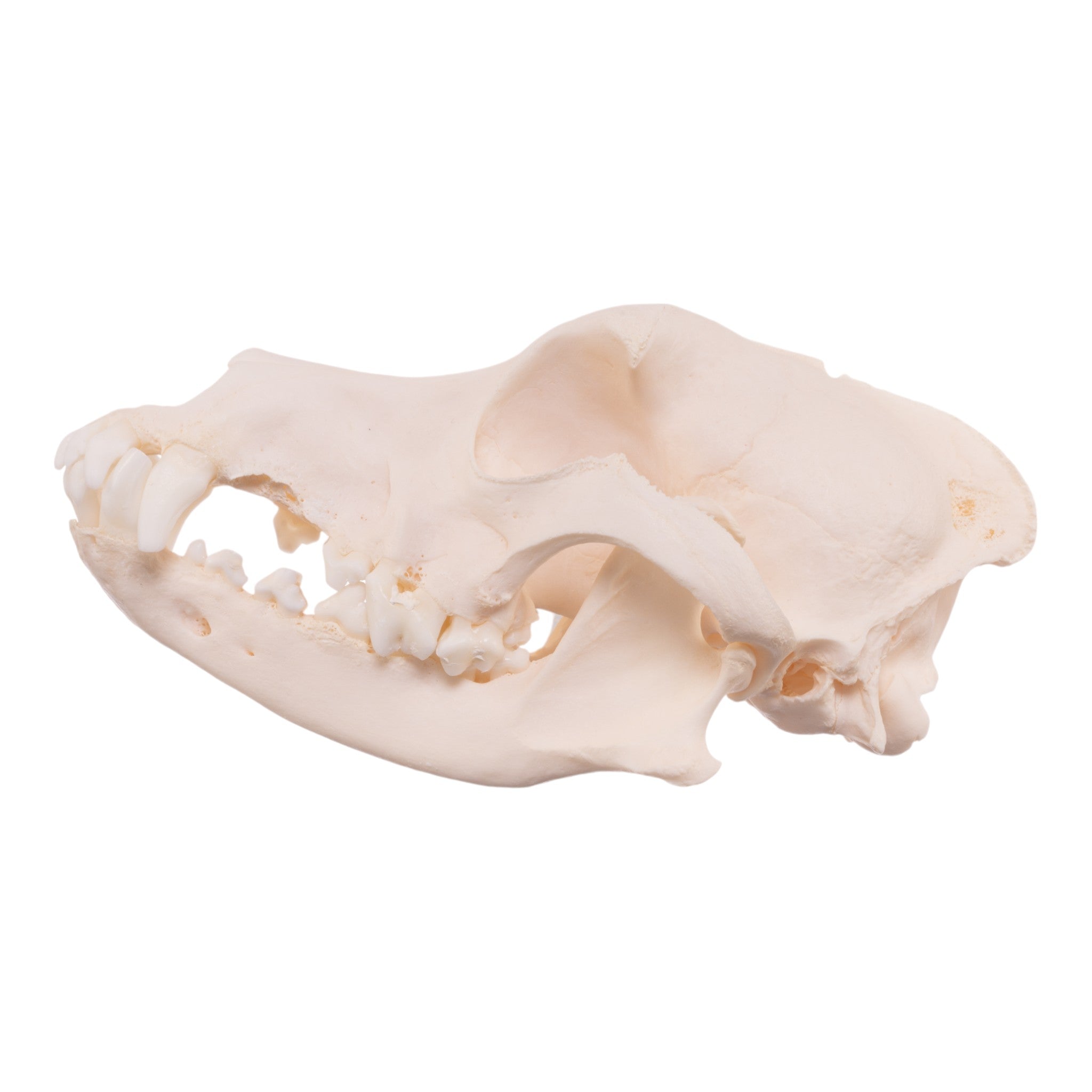 Authentic Schnauzer Dog Skull - Real Domestic Canine Specimen for Veterinary Study, Taxidermy & Educational Displays