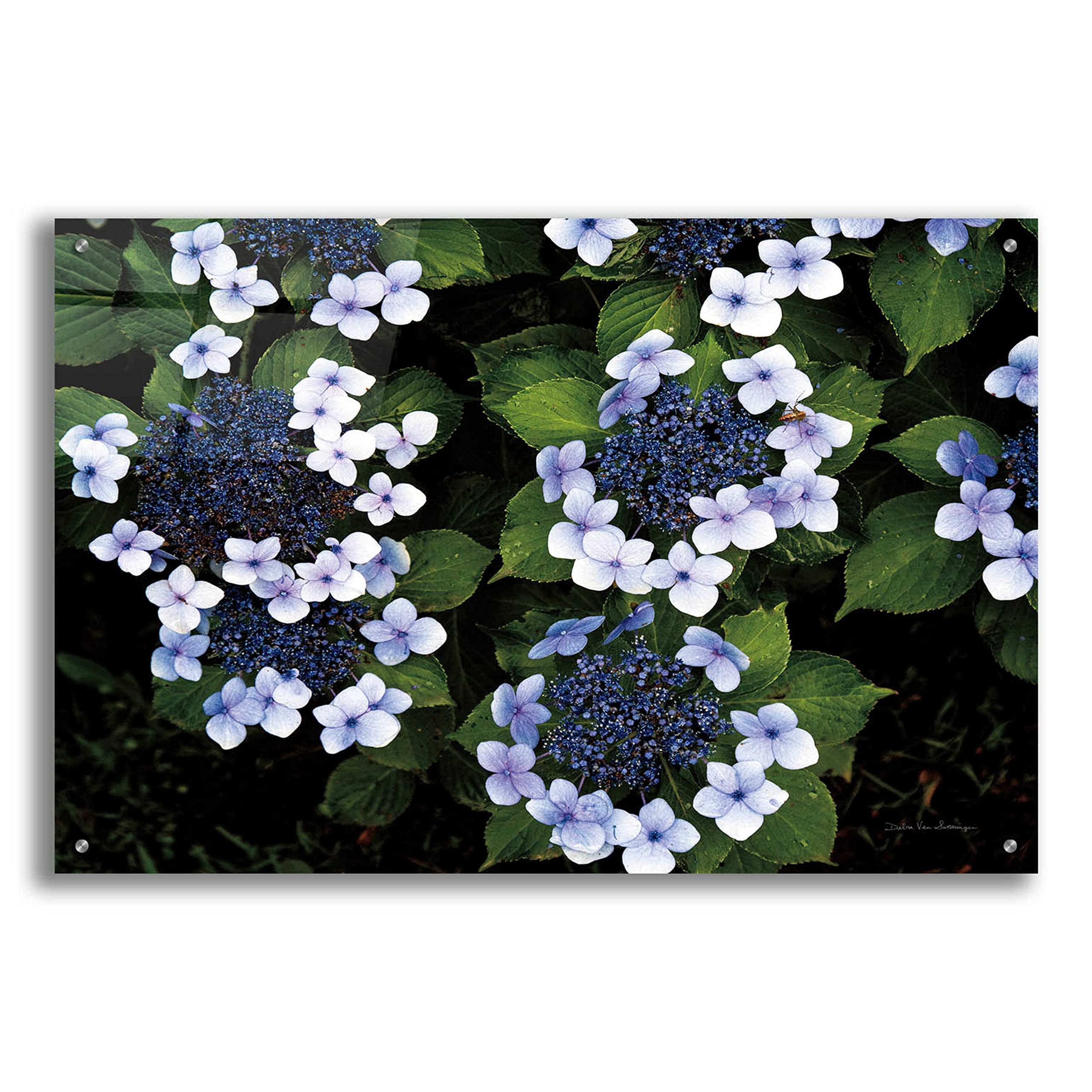 Debra Van Swearingen 'Hydrangeas Opening' Acrylic Glass Wall Art - 36x24 Inches Floral Painting for Living Room, Bedroom & Office Decor