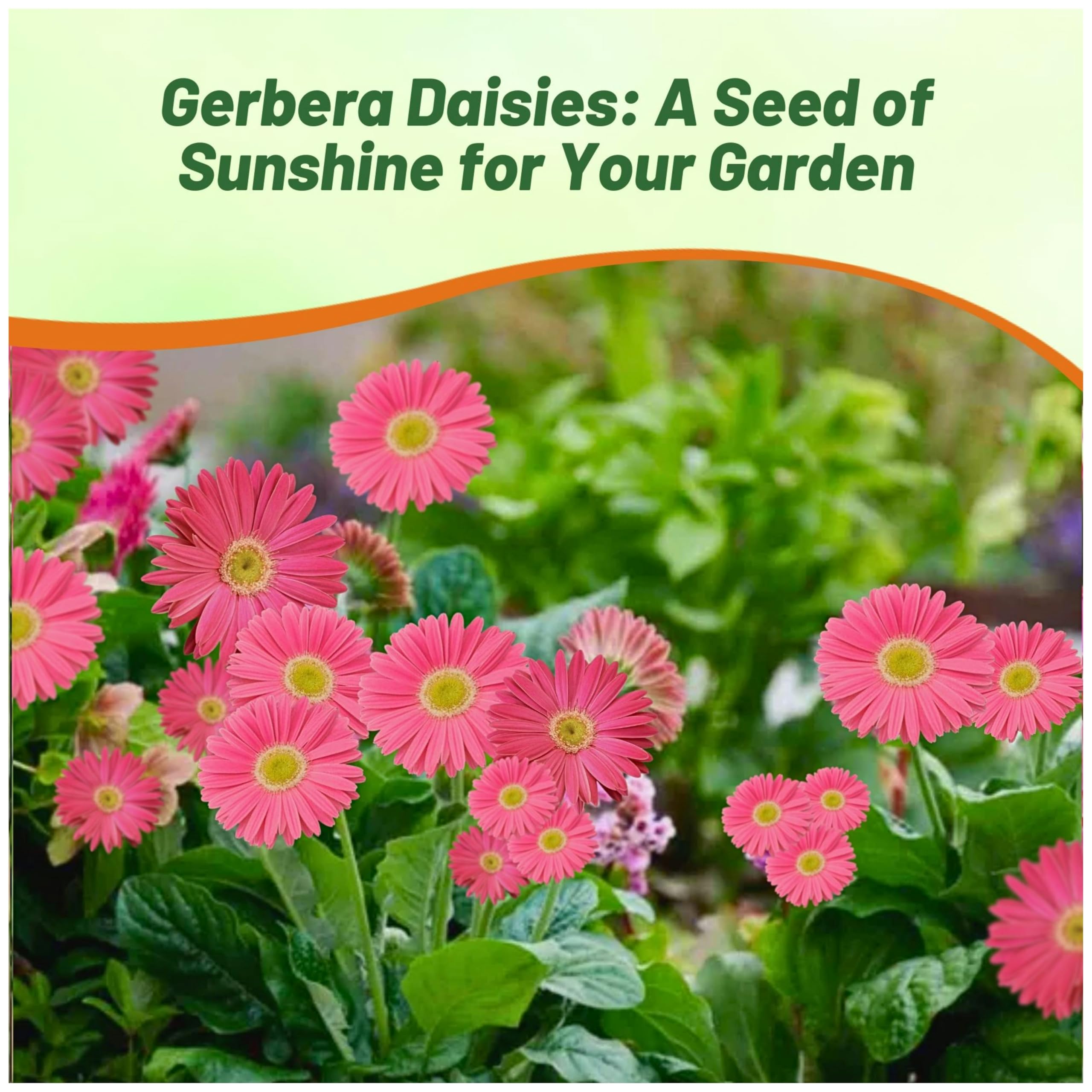 Outsidepride Gerbera Daisy Seeds - 20 Pcs Perennial Flower Seeds with Vibrant Rose-Colored Blooms, Compact & Low Maintenance Plants for Garden Landscaping, Cut Flower Arrangements, and Container Gardening