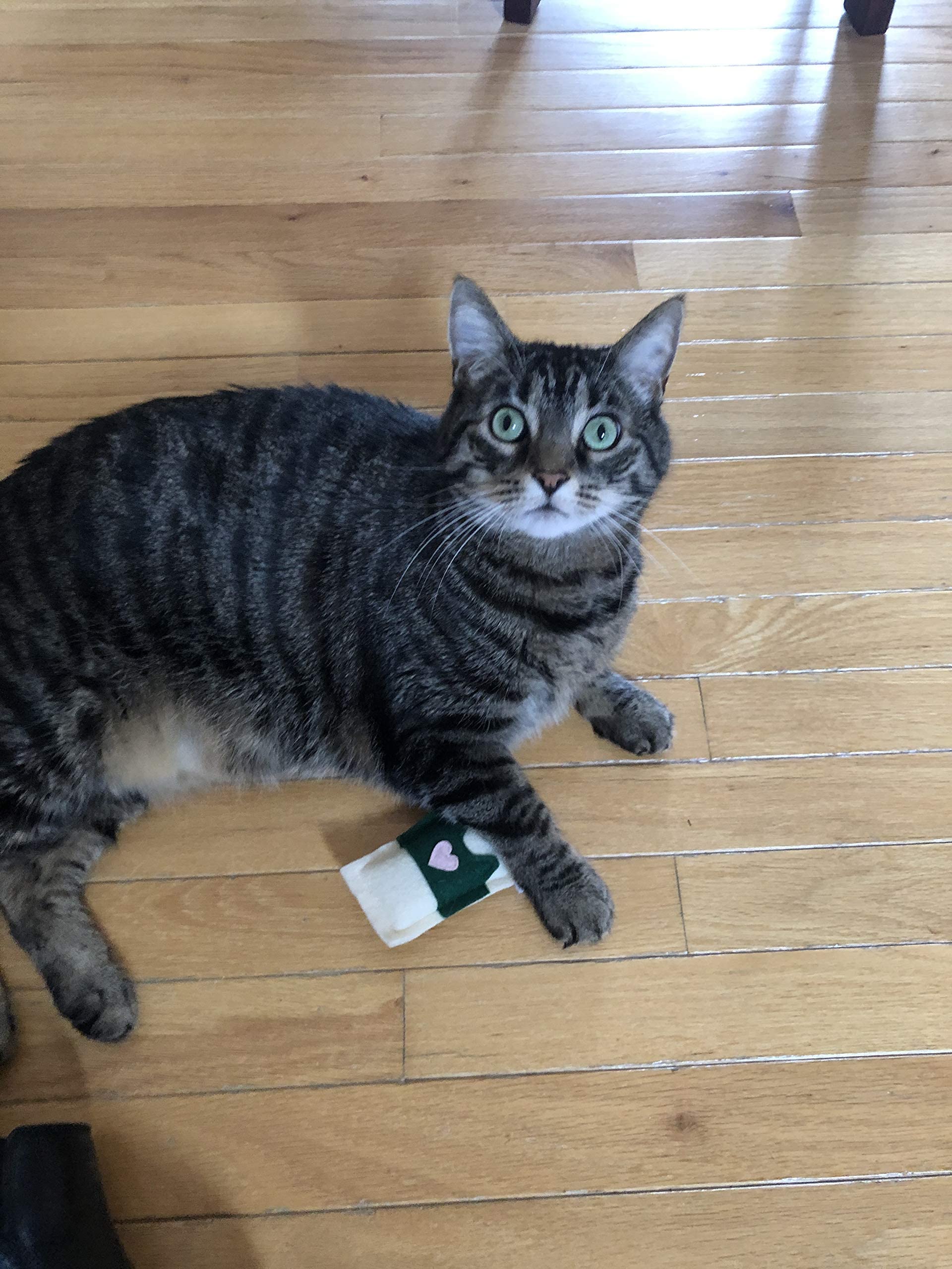 Organic Catnip Cat Toy - Natural Herbal Plaything for Kittens, Fun & Safe for Indoor Cats - Perfect for Playtime, Training & Stress Relief