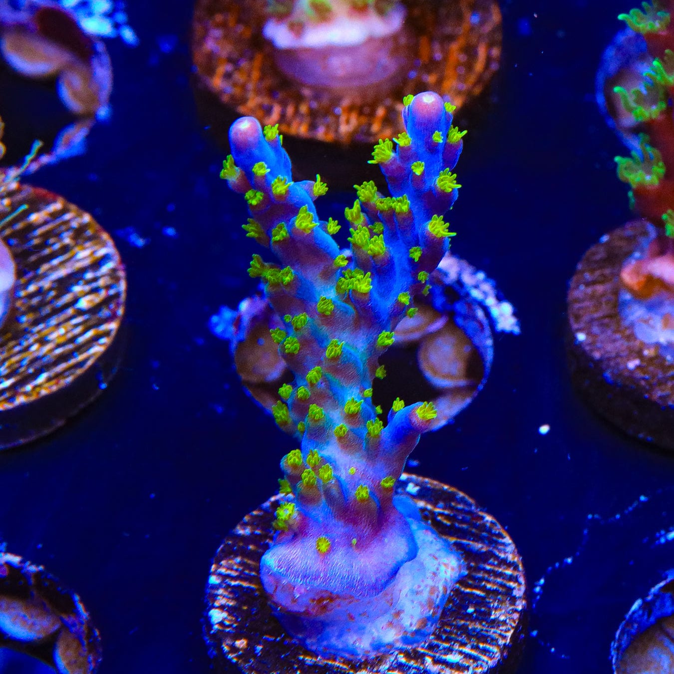 Premium Garf Bonsai Acropora Coral for Saltwater Aquariums - Vibrant Live Coral for Reef Tanks & Marine Aquascaping