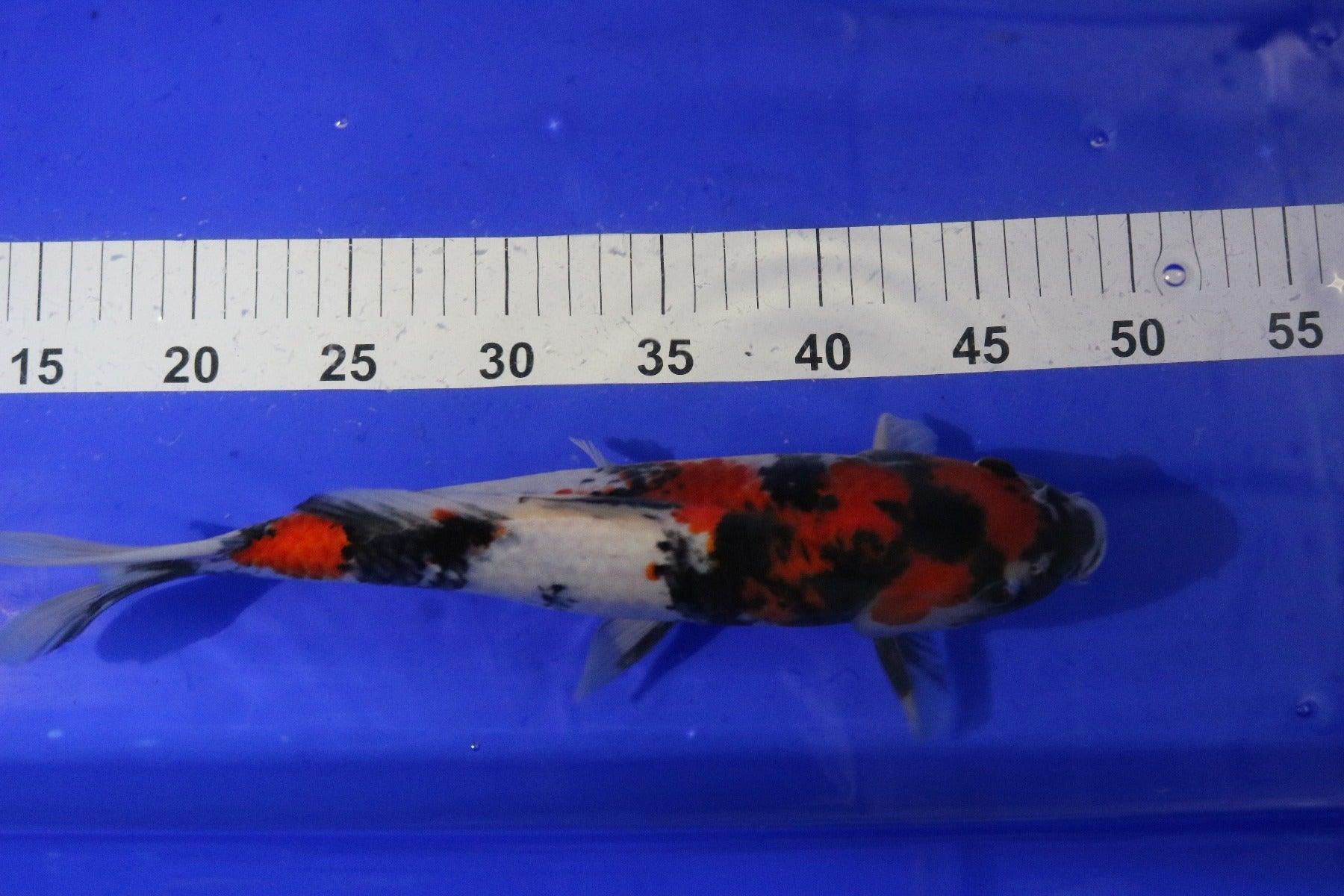 Premium Sanke Koi Fish for Sale - High-Quality 10-12 Inch Japanese Koi Carp for Ponds & Water Gardens - Perfect for Outdoor Decor & Aquarium Enthusiasts