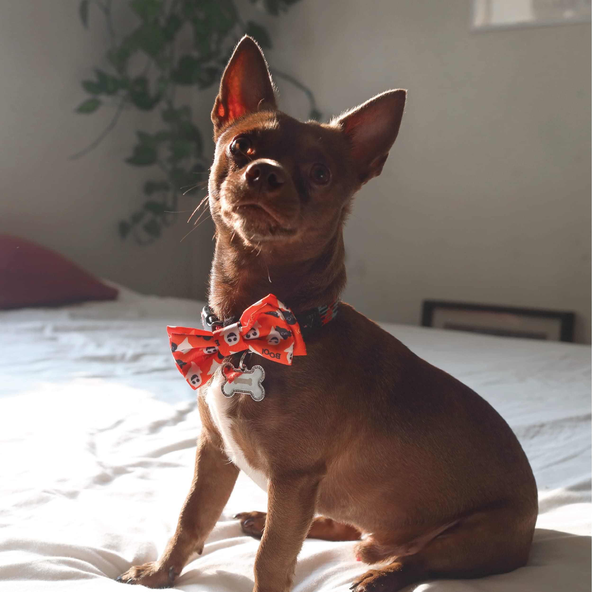Huxley & Kent Ghostbusters Extra Large Pet Bow Tie - Halloween Dog & Cat Bow Tie Collar Accessory - Cute, Comfortable Durable Bowtie for Pets - Perfect for Halloween Costumes, Pet Parties & Photo Shoots