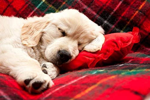 Puppy Relax Dog Anxiety Relief & Calming Treats - Natural Stress & Anxiety Supplements for Dogs - 270 Tablets (3 Bottles) - Perfect for Travel, Storms & Separation Anxiety