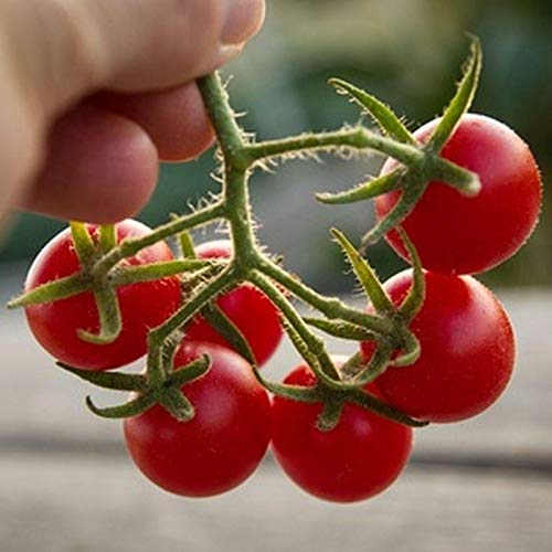Organic Non-GMO Vegetable Seeds for Snacks, Cooking & Salads - 50 Pack | Perfect for Home Gardening, Healthy Recipes & Fresh Salads