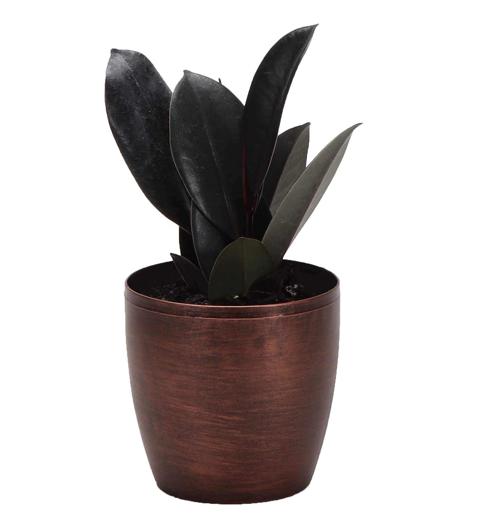 Thorsen's Greenhouse Ficus Elastica Burgundy Rubber Plant - Live Indoor Houseplant in 4