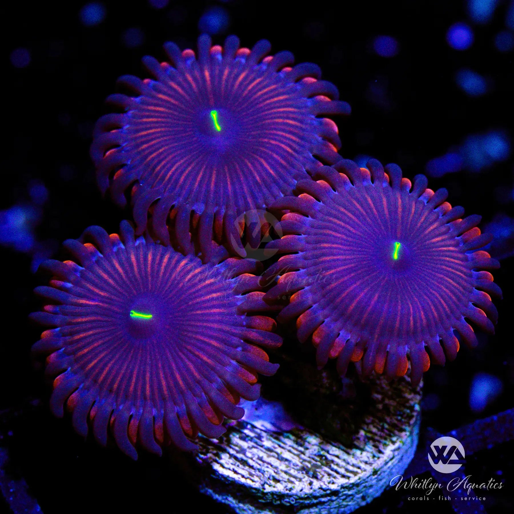 Premium Purple People Eater Zoanthid Coral (Aquacultured) - Vibrant Saltwater Reef Tank Coral for Marine Aquarium Decor