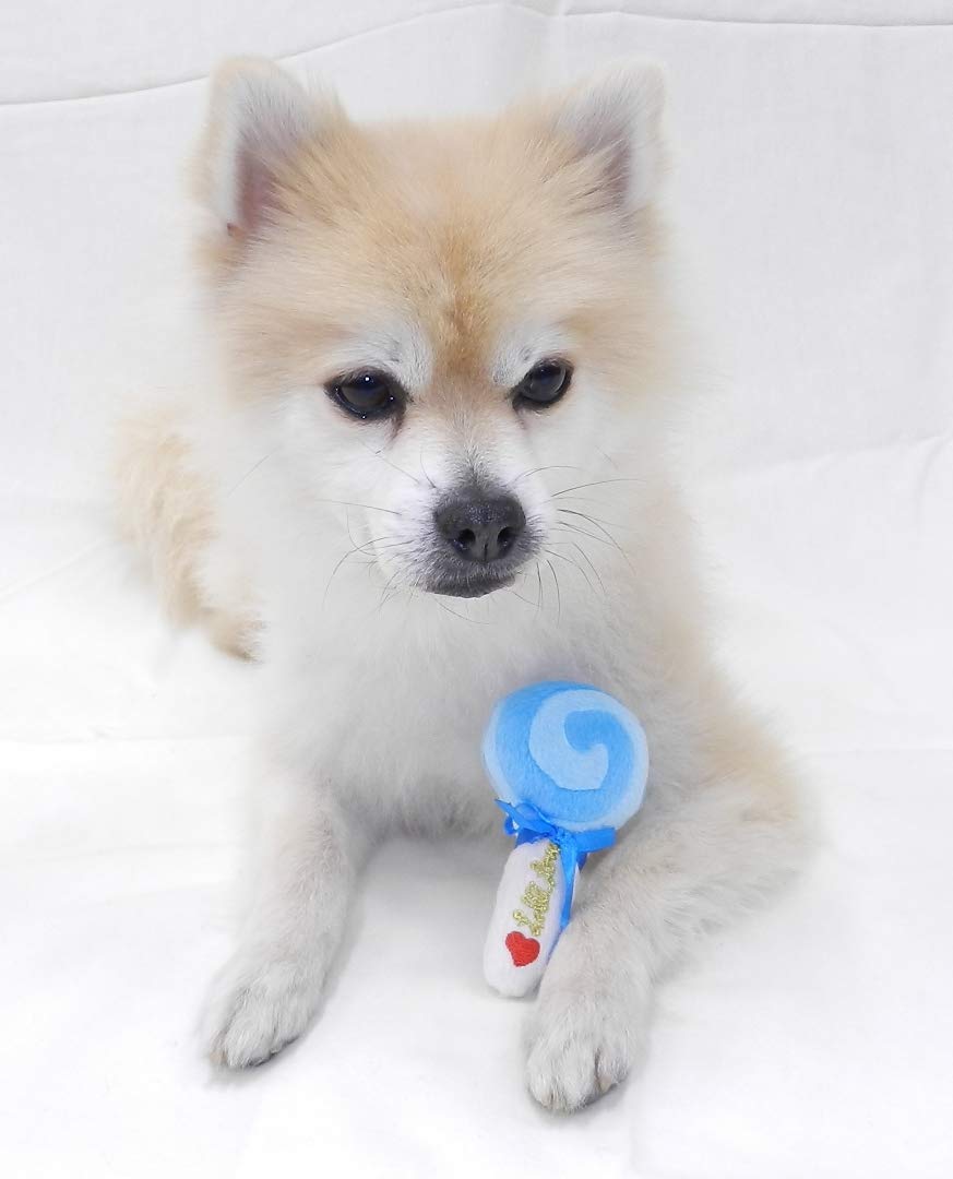 **Crinkle Squeaky Lollipop Dog Plush Toy - Funny Chew Toy for Small Dogs & Puppies, Interactive Pet Play with Sound (2-Pack) - Perfect for Training, Teething & Playtime**