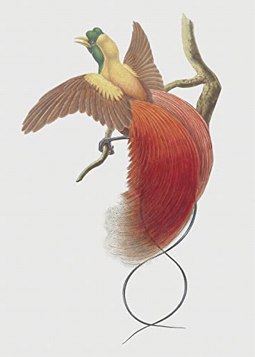 Red Bird of Paradise Naturalist John Gould Counted Cross Stitch Pattern