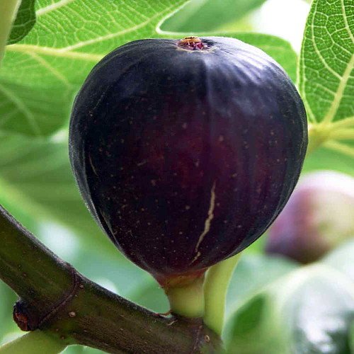 Violet De Bordeaux Negronne Edible Fig Plant (Ficus carica) - 2.5