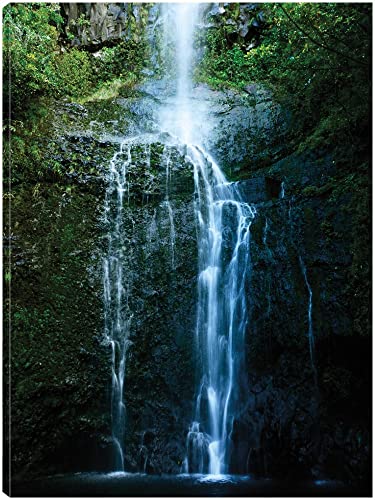 Natural Rain Forest