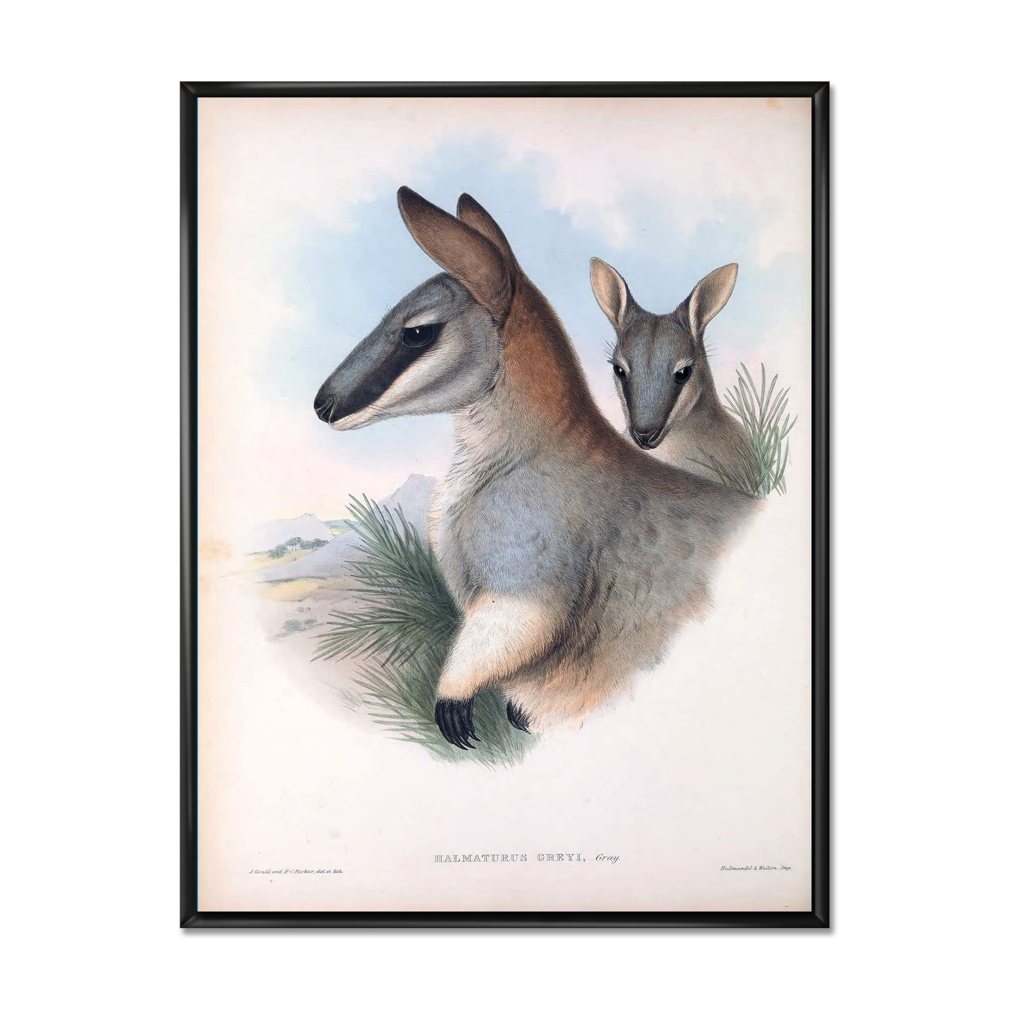 Vintage Kangaroo Wall Art - Farmhouse Framed Canvas Print - Perfect for Living Room, Bedroom & Office Decor