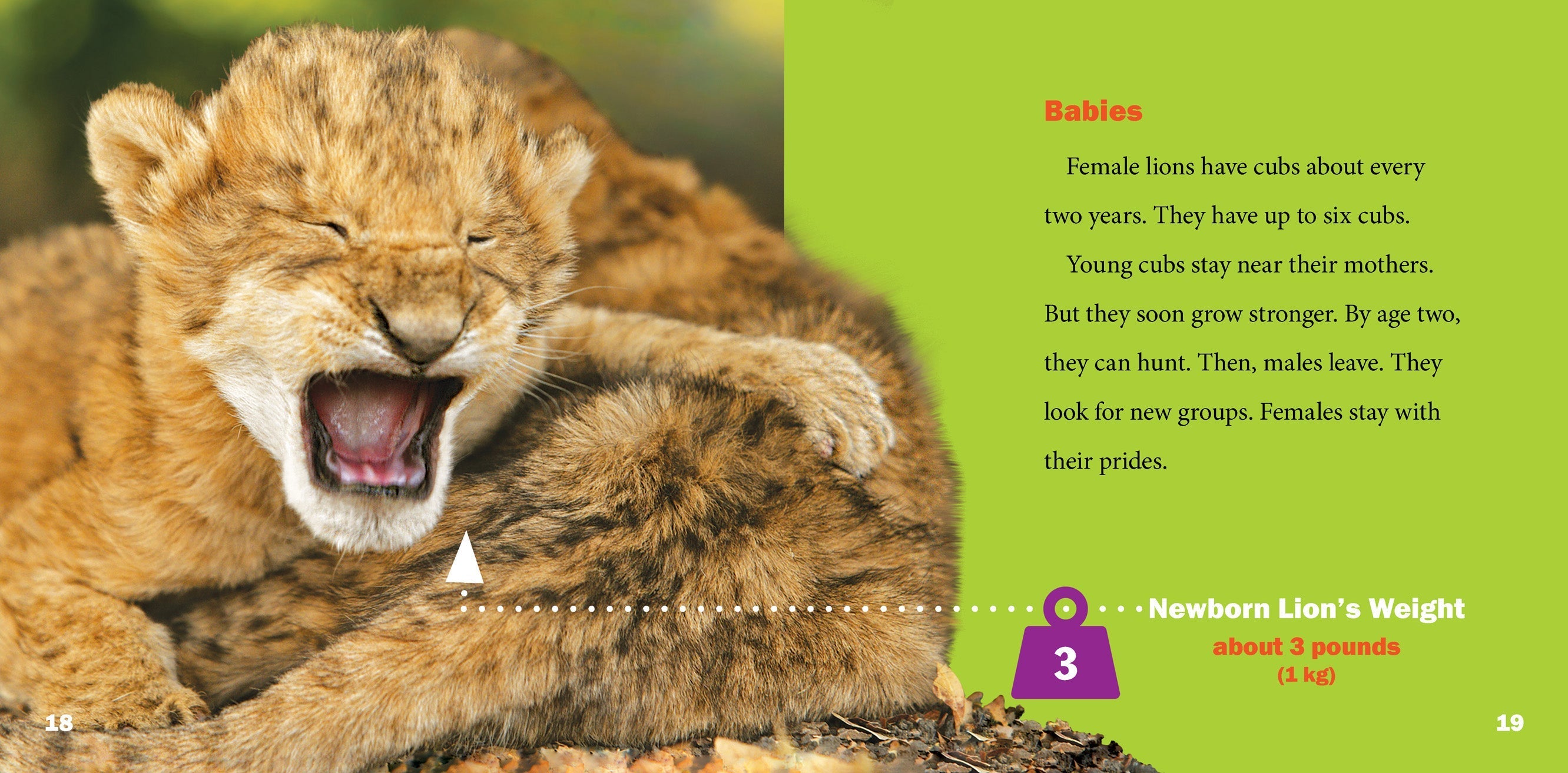 Lions Book 9781623101503 - Wildlife Education & Animal Facts for Kids, Perfect for School Projects & Nature Enthusiasts