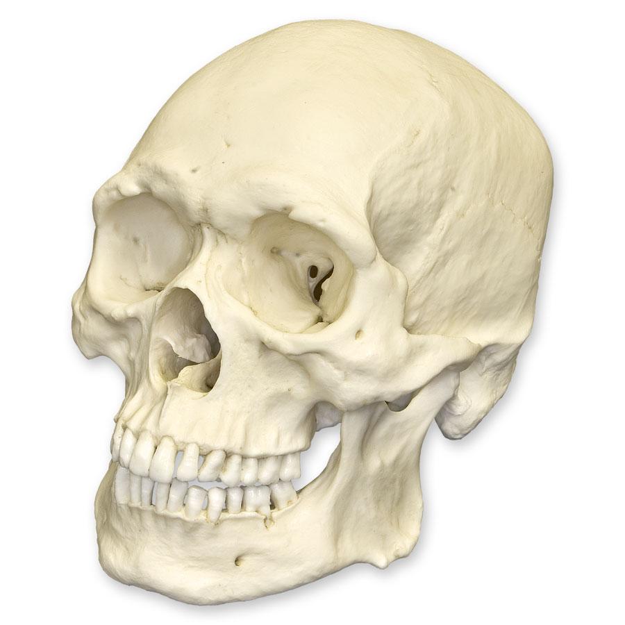 Authentic Replica Human Skull Model - Durable Asian Male Skull for Medical Study, Halloween Decor & Anatomy Education