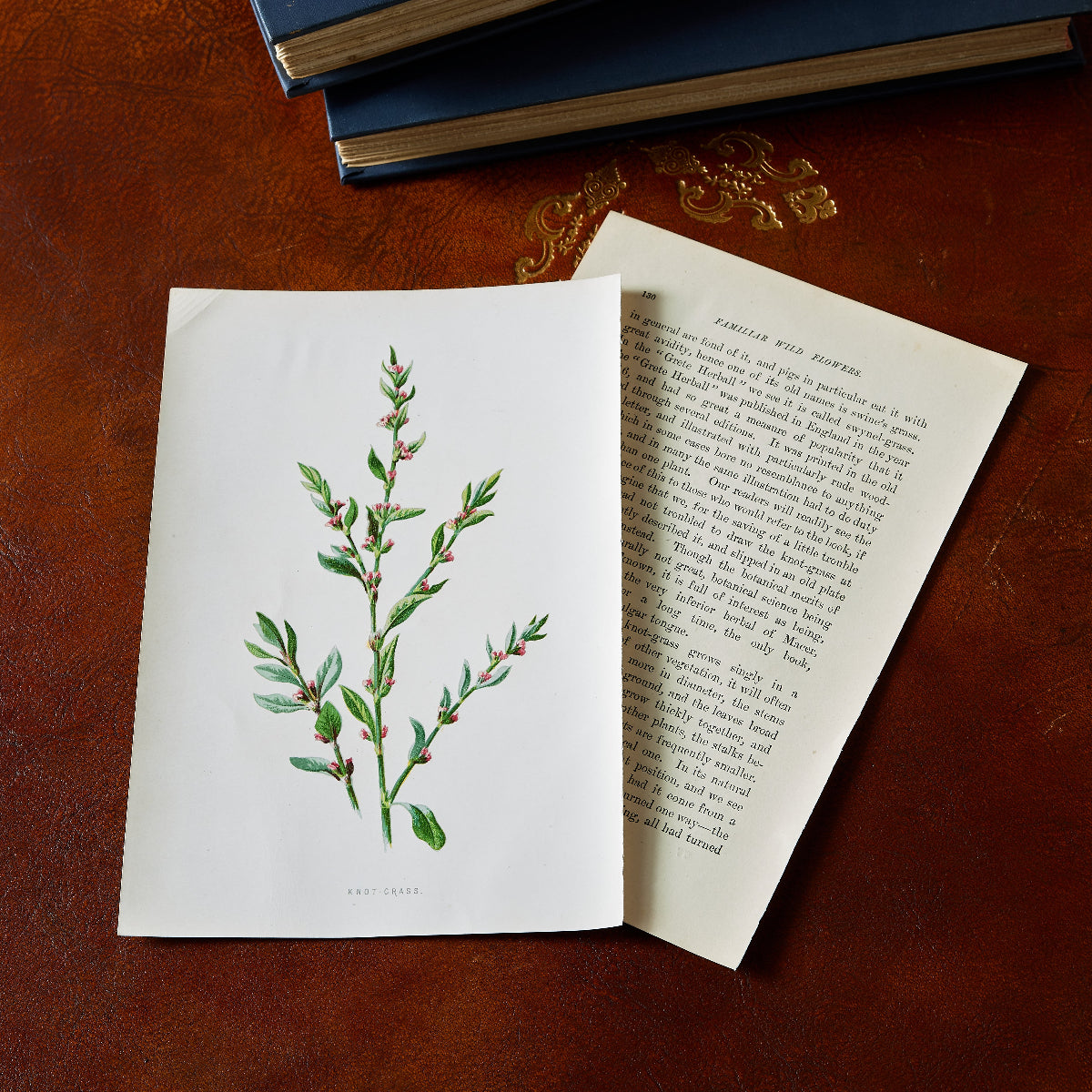 Botanical Keepsake Print - Handmade Nature Art for Home Decor | Perfect for Wall Art, Gift Giving & Memory Preservation