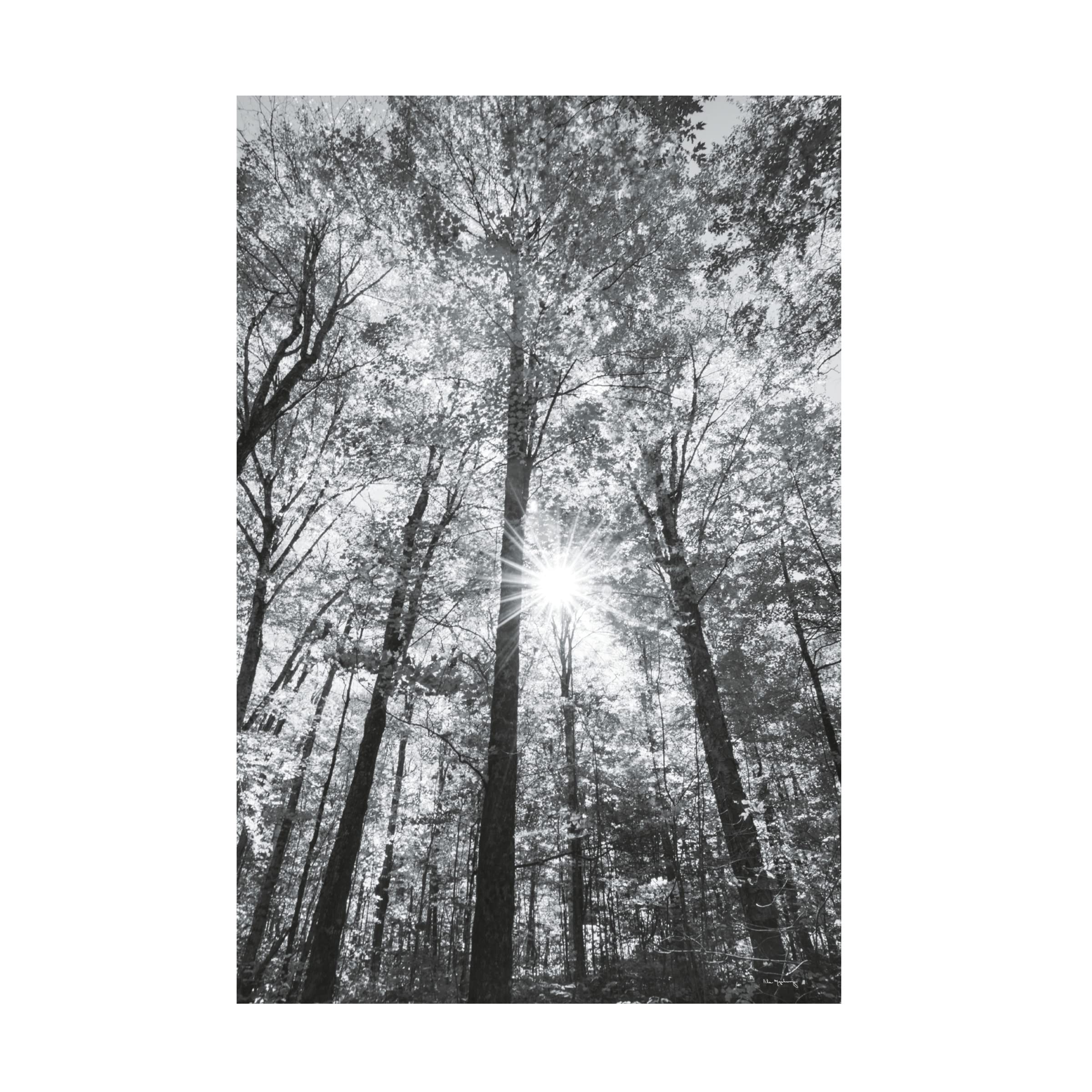 Trademark Fine Art 'Autumn Forest I BW' Canvas Wall Art by Alan Majchrowicz - Black & White Nature Landscape Painting for Living Room, Bedroom & Office Decor