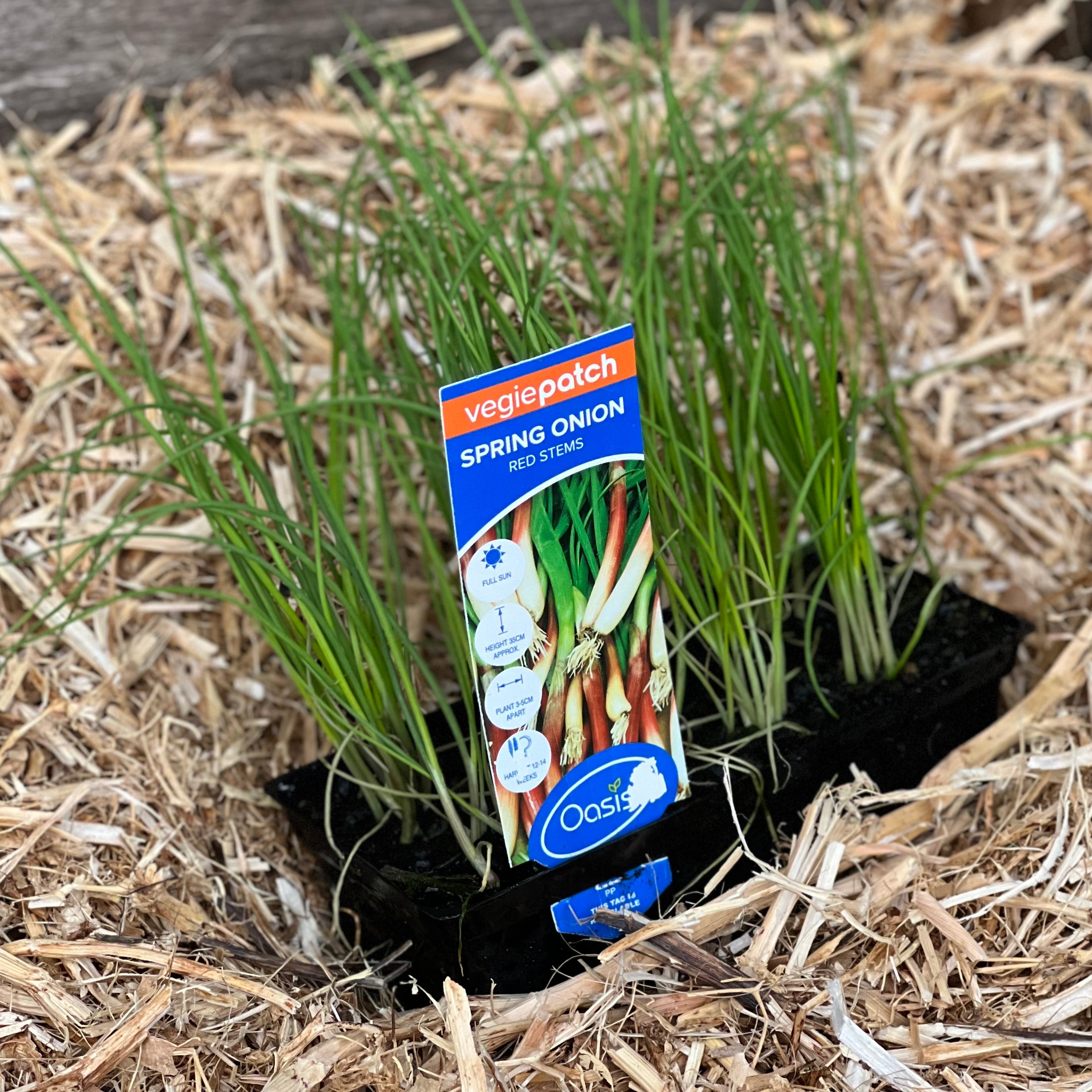 Fresh Green Onion Spring Scallions - Organic, Crisp & Flavorful for Cooking, Salads & Garnishes