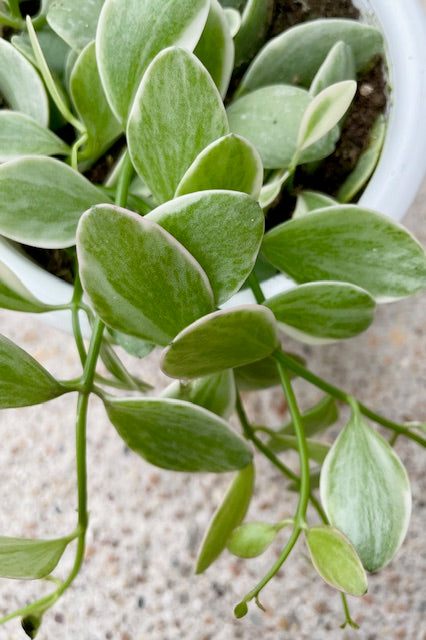 Dischidia oiantha 'White Diamond' - 4.5 Inch Hanging Succulent Plant for Home Decor, Office, and Indoor Gardens | Perfect for Terrariums, Living Walls, and Plant Lovers