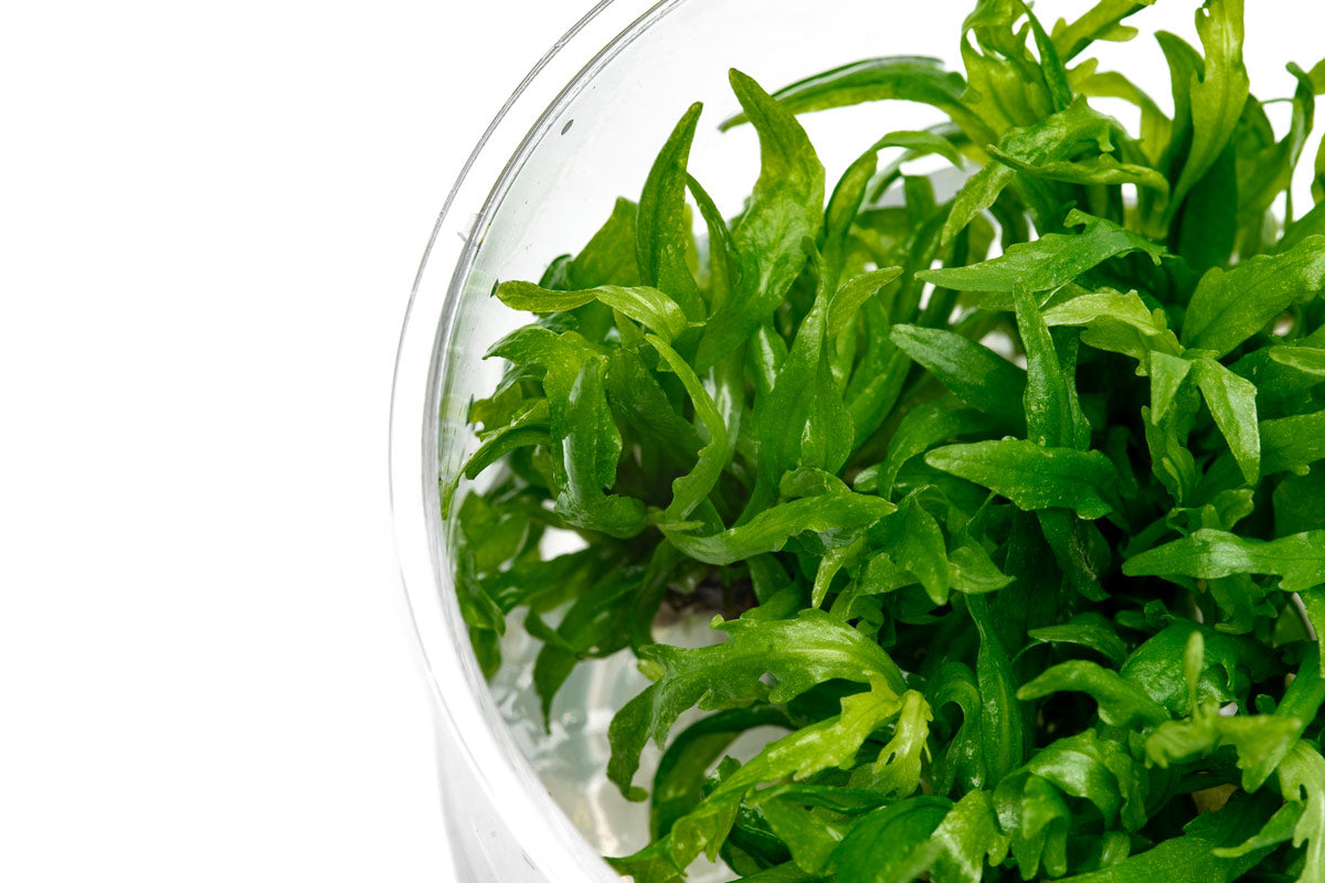 Hygrophila Odora Tissue Culture - Live Aquatic Plant for Freshwater Aquariums | Easy Care & Fast Growing | Perfect for Fish Tanks, Aquascaping & Planted Aquariums
