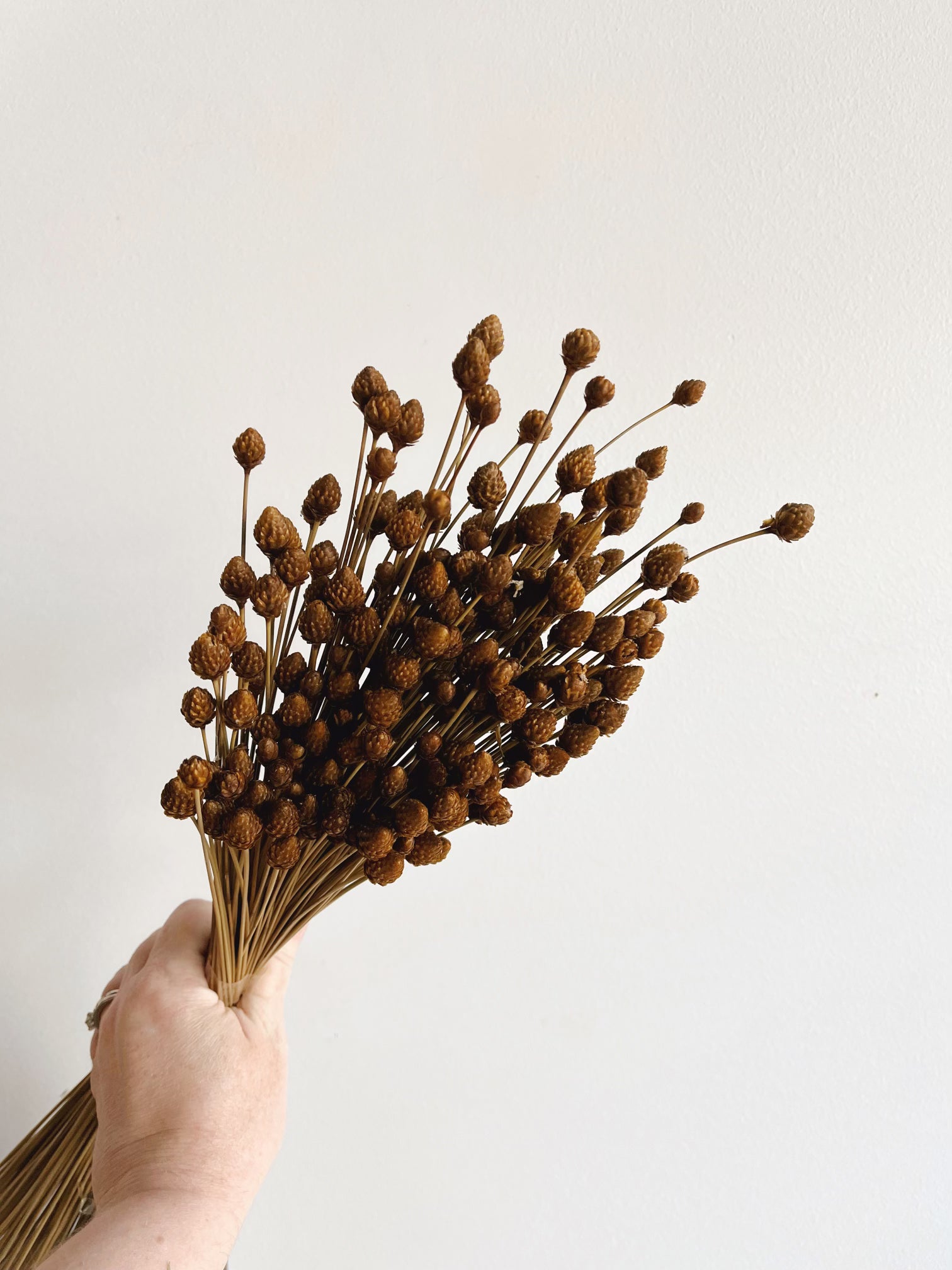 Premium Dried Pimentina Bunch - Natural Spice for Cooking, Seasoning & Decoration | Perfect for Mediterranean Dishes, Soups & Home Decor
