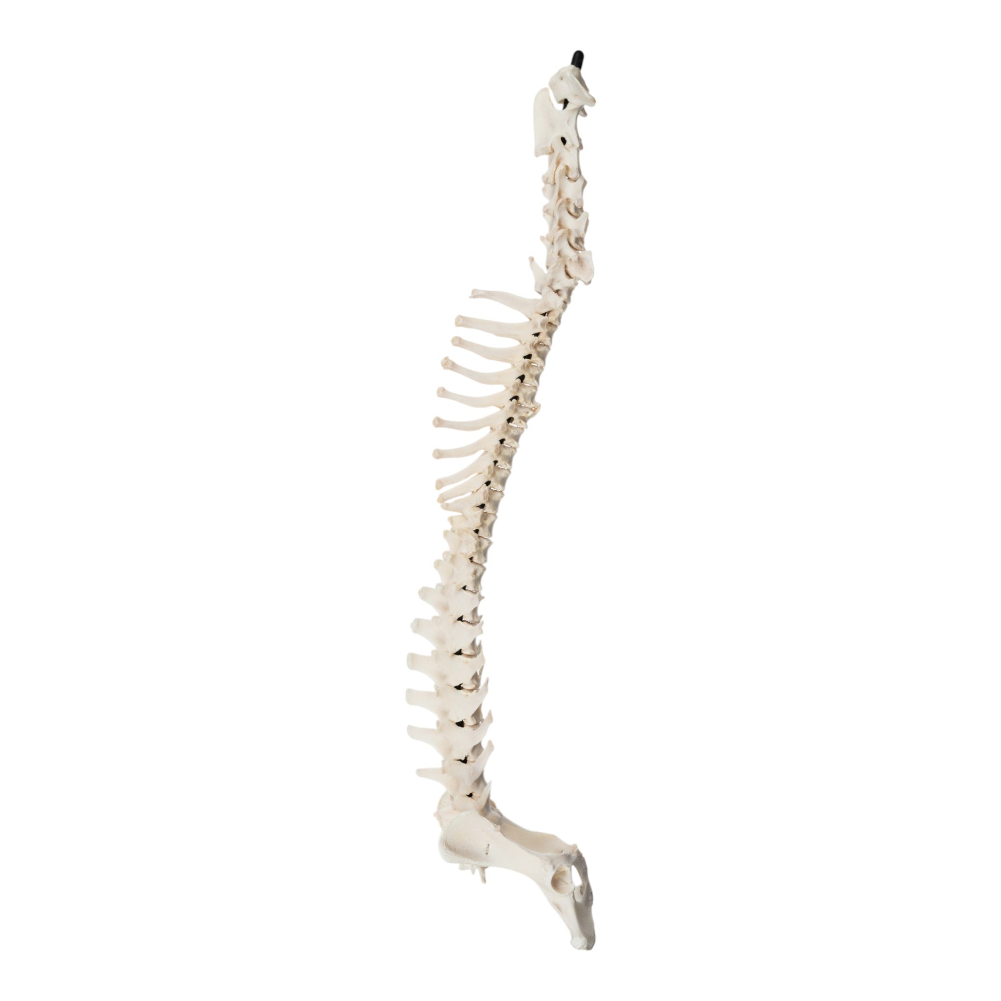 Real Domestic Dog Spine with Sacrum and Pelvis - Veterinary Anatomy Specimen for Education & Taxidermy | Perfect for Veterinary Students, Biology Classrooms & Bone Collectors