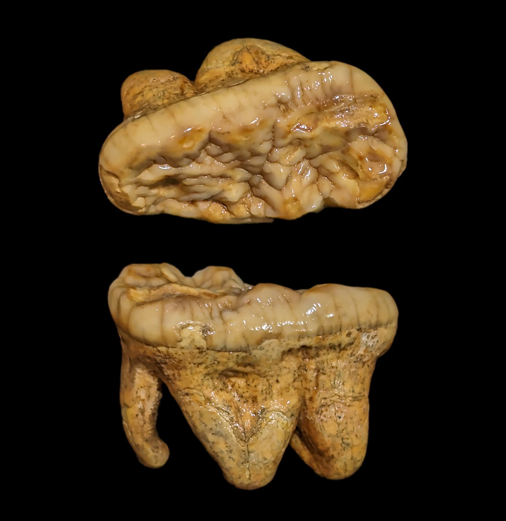Authentic Fossilized Cave Bear Molar Tooth - Genuine Ice Age Relic for Collectors, Paleontology Study & Unique Home Decor