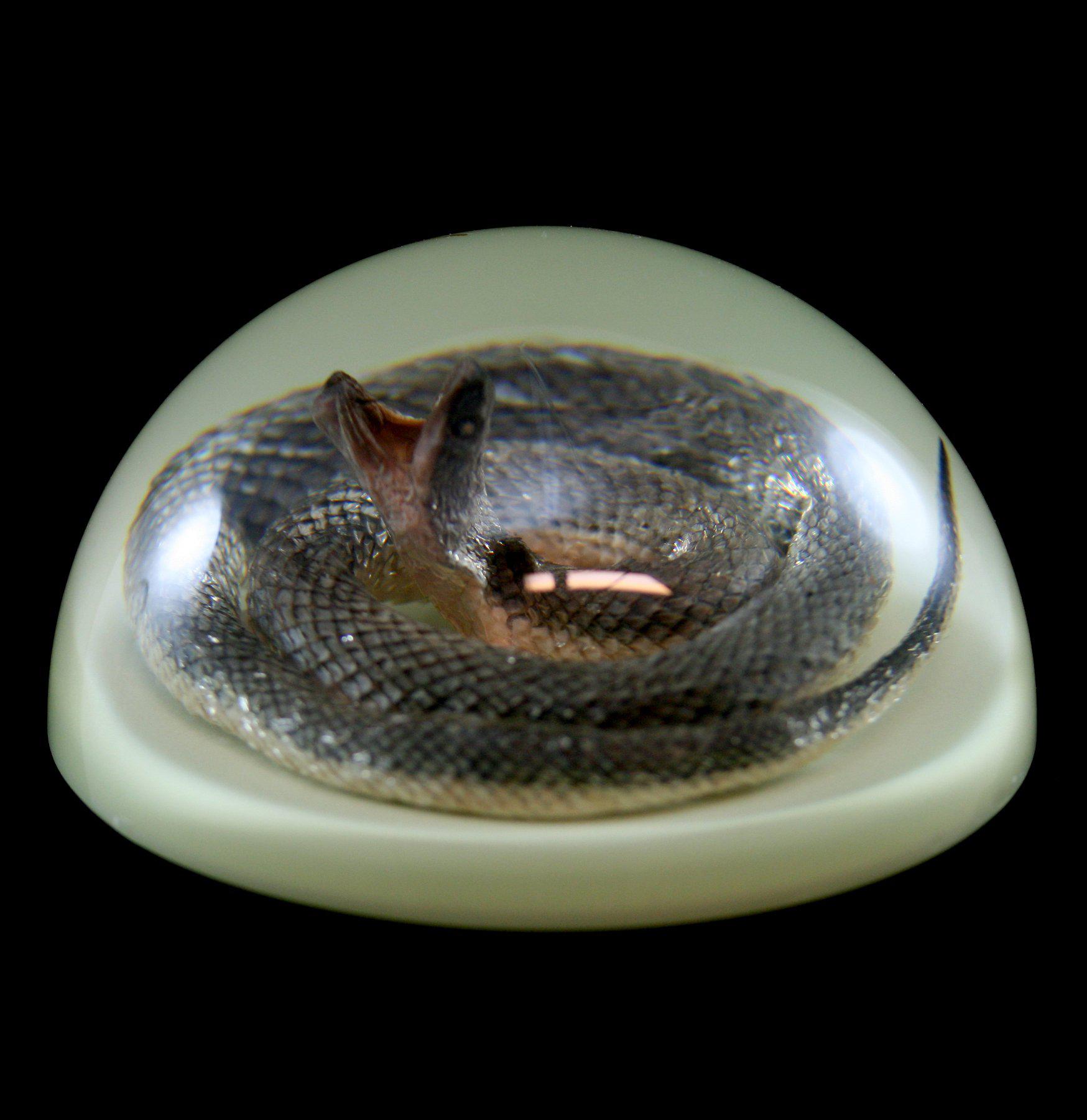 Glow in The Dark Snake Paperweight - Novelty Desk Accessory for Office, Home & Gifts - Perfect for Nighttime Use & Decoration