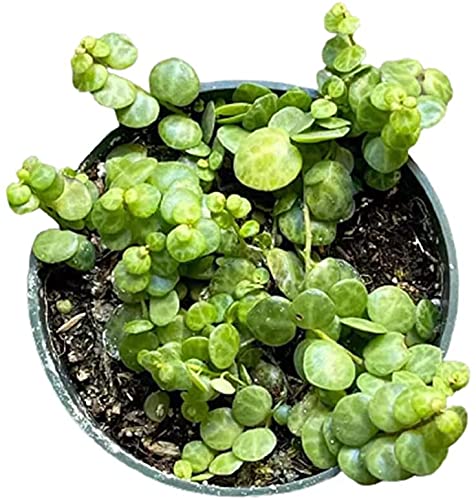 Live Succulent Plants - String of Turtles (Peperomia Prostrata) in 4 Inch Pot | Indoor Houseplant for Home Decor, Office Desk & Gift Ideas