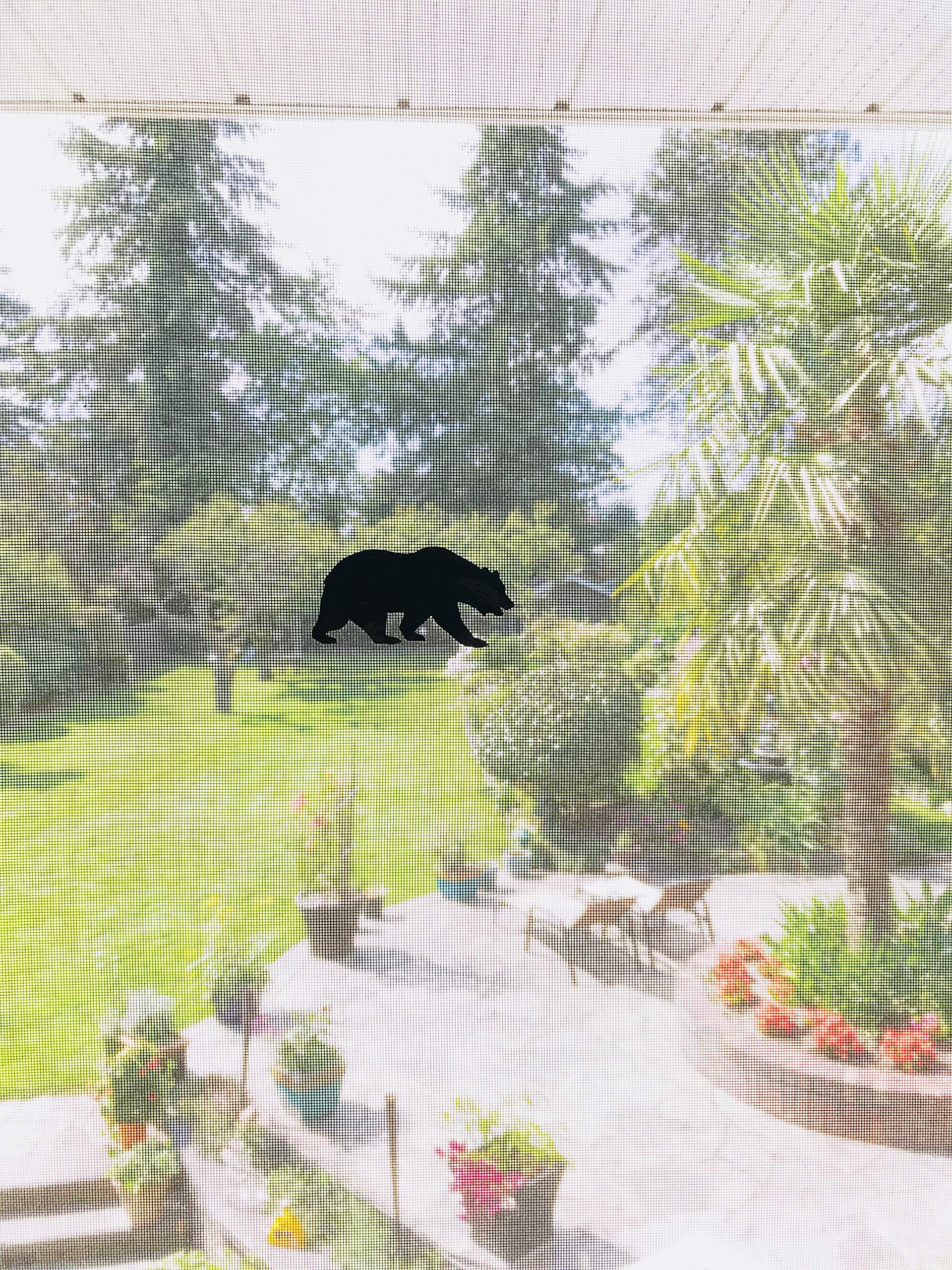 Retractable Screen Door Decors - 5-Pack Safety Decals for Windows & Doors - Child & Pet Protection - Bird Alert Stickers - Bear Design (Black) - Perfect for Homes, Schools & Daycares