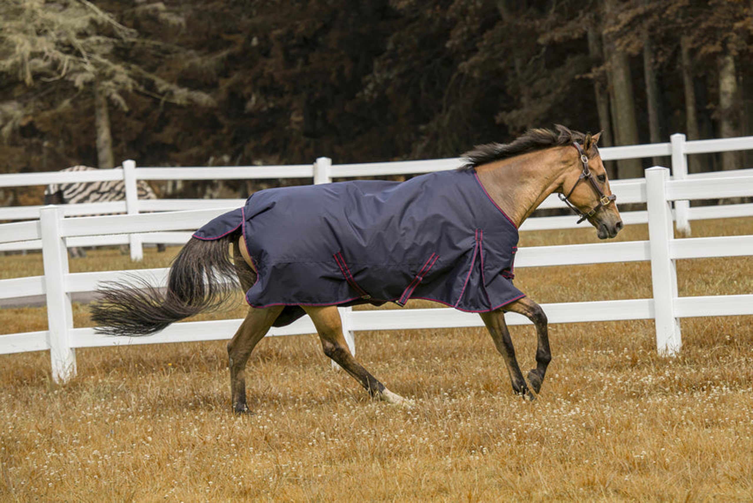 TuffRider 1200D Comfy Winter Horse Turnout Blanket - Medium Weight 200GSM, Standard Neck - Navy Blue - Size 75 - Ideal for Cold Weather Riding & Stable Use