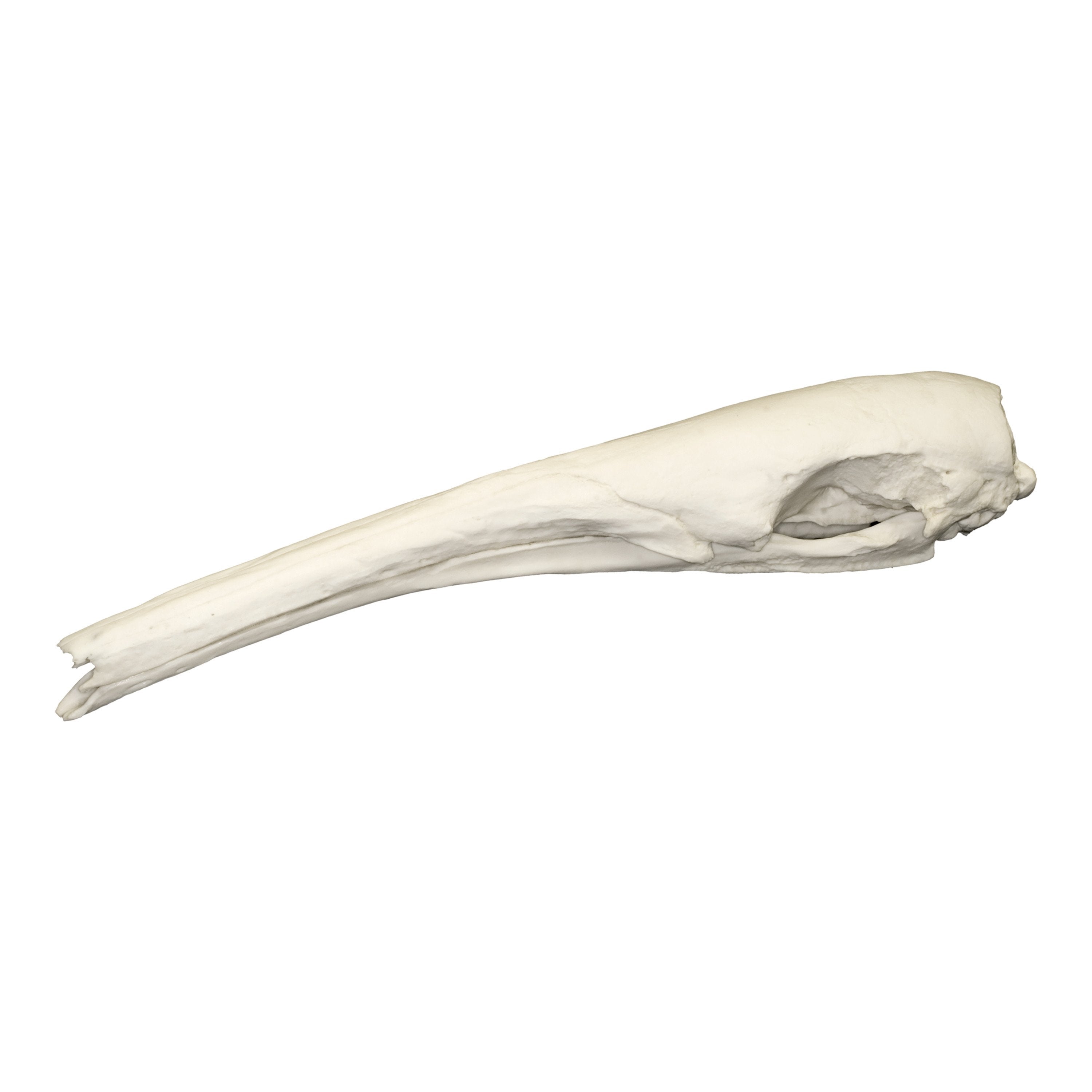 Giant Anteater Skull Replica - Lifelike Animal Skull Model for Home Decor, Halloween Props, and Educational Displays