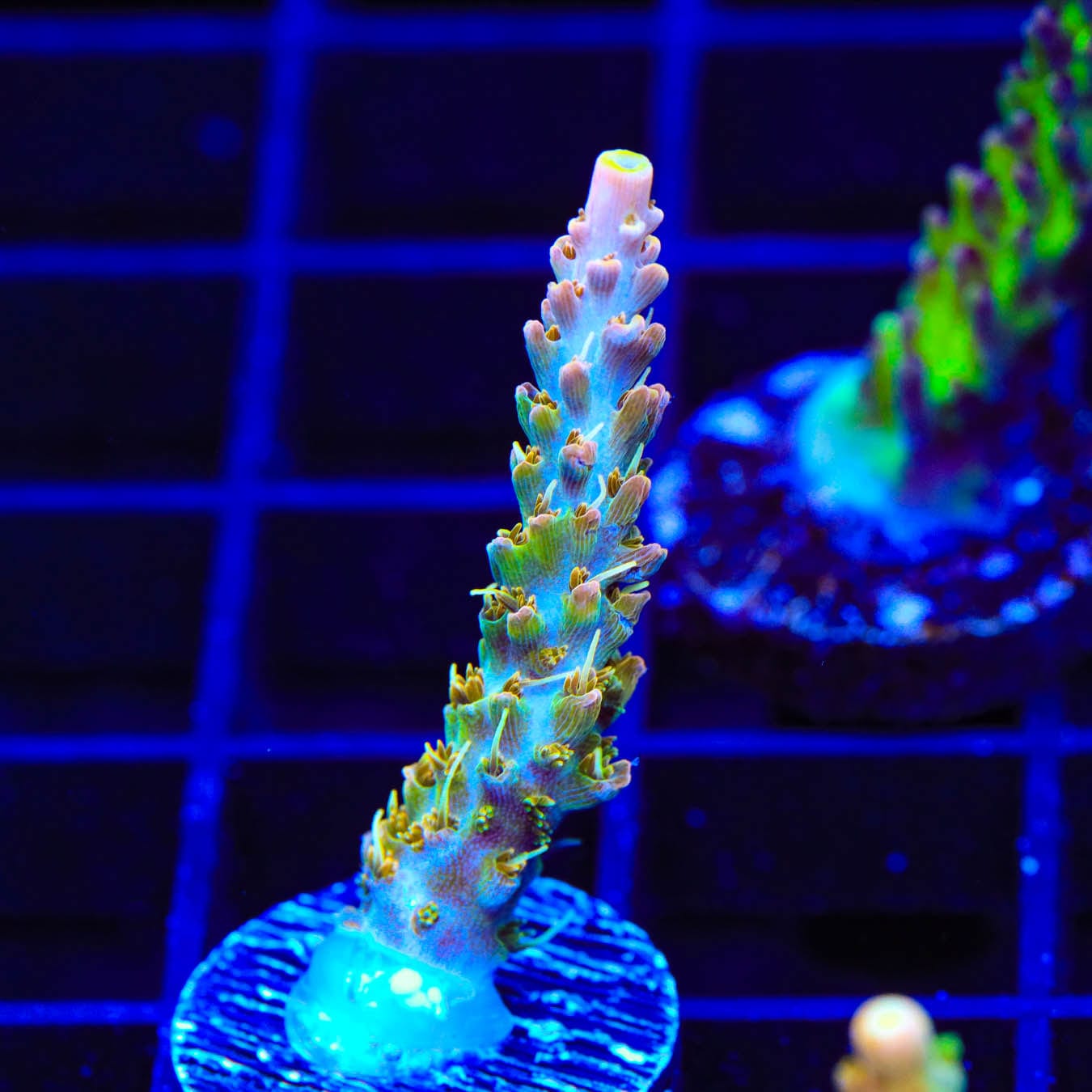 Premium CC Voodoo Majick Acropora Coral for Saltwater Aquariums - Vibrant Live Coral for Reef Tanks & Marine Aquascaping