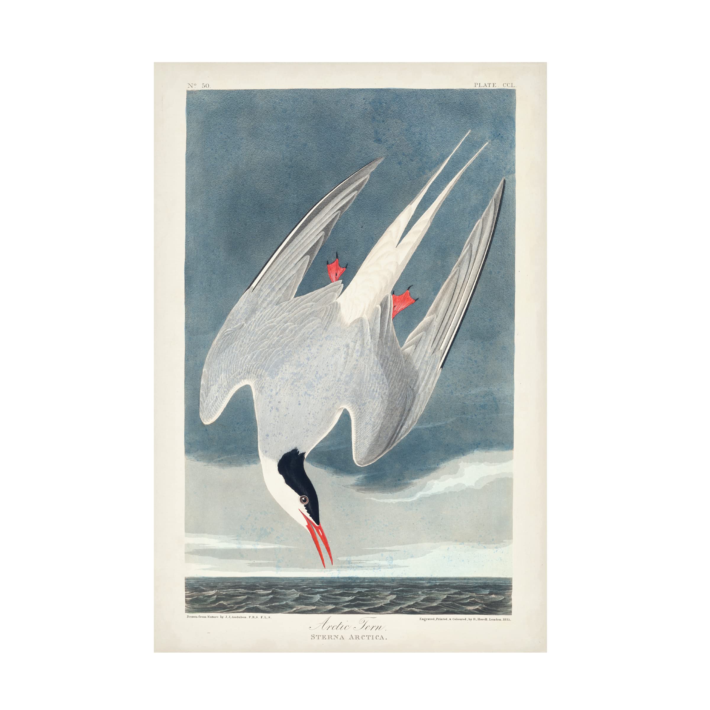 John James Audubon 'Arctic Tern' Fine Art Canvas Print - 16x24 Inch Wildlife Bird Painting - Perfect for Living Room, Bedroom or Office Wall Decor