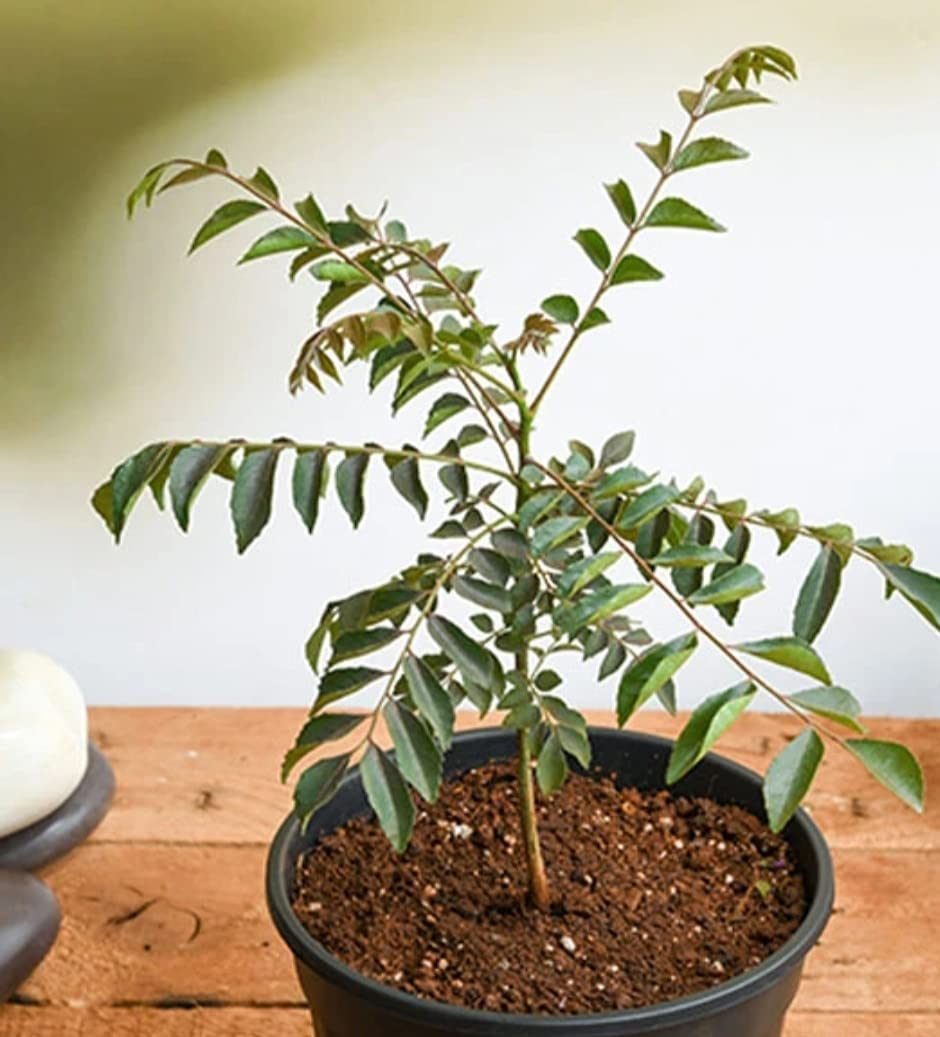 Organic Curry Leaf Plant (Murraya koenigii) - Fresh Curry Leaves for Cooking - Perfect Outdoor Herb Garden Plant for Indian & Asian Cuisine - Ideal for Home Gardens, Balconies & Patios