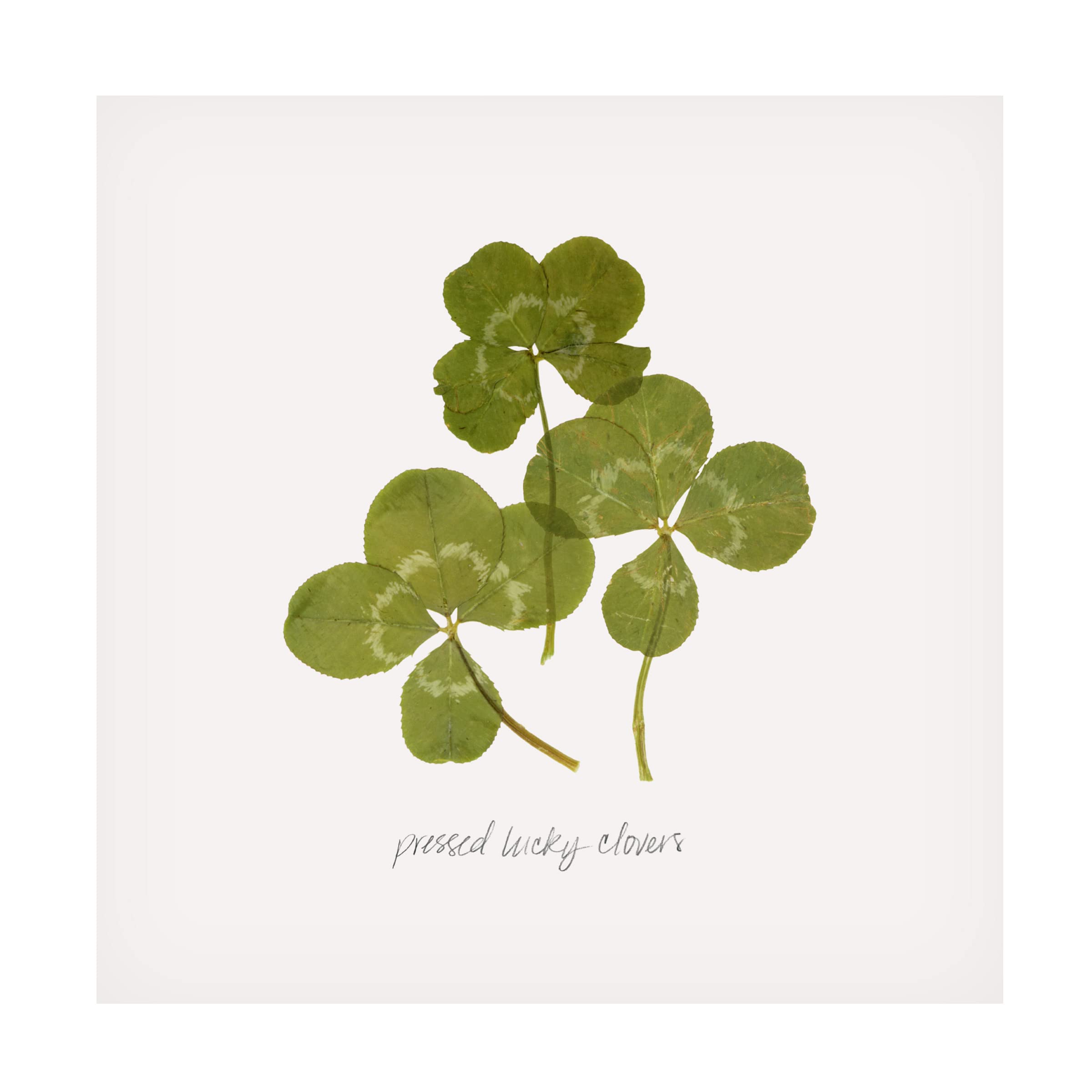 Grace Popp 'Pressed Clover II' Floral Canvas Wall Art Print - Modern Botanical Home Decor for Living Room, Bedroom & Office