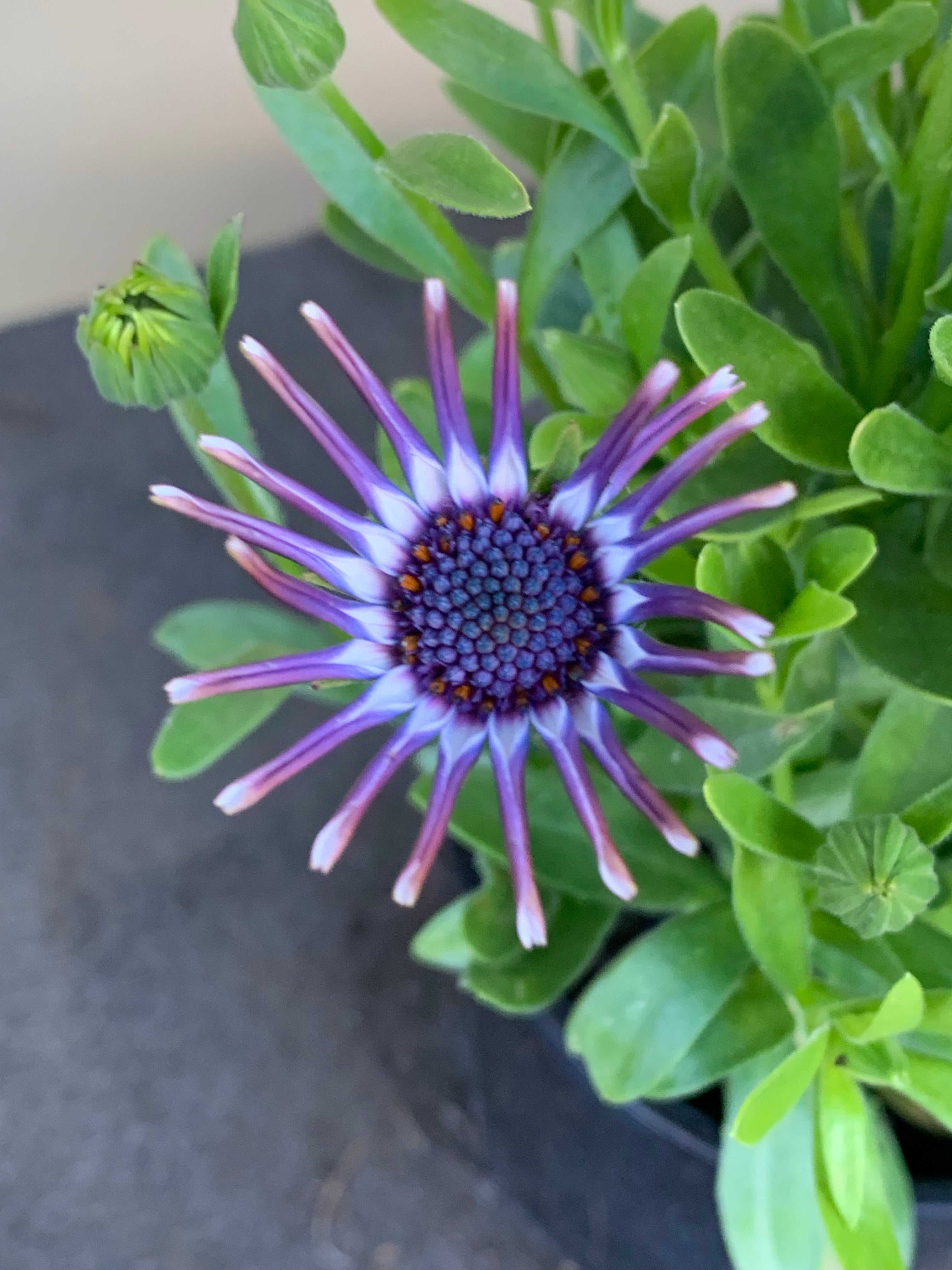 Osteospermum 'Power Packed Spider White' African Daisy Plants - Beautiful White Spider Flowers for Garden Beds, Borders & Containers - Perfect for Outdoor Landscaping & Pollinator Gardens