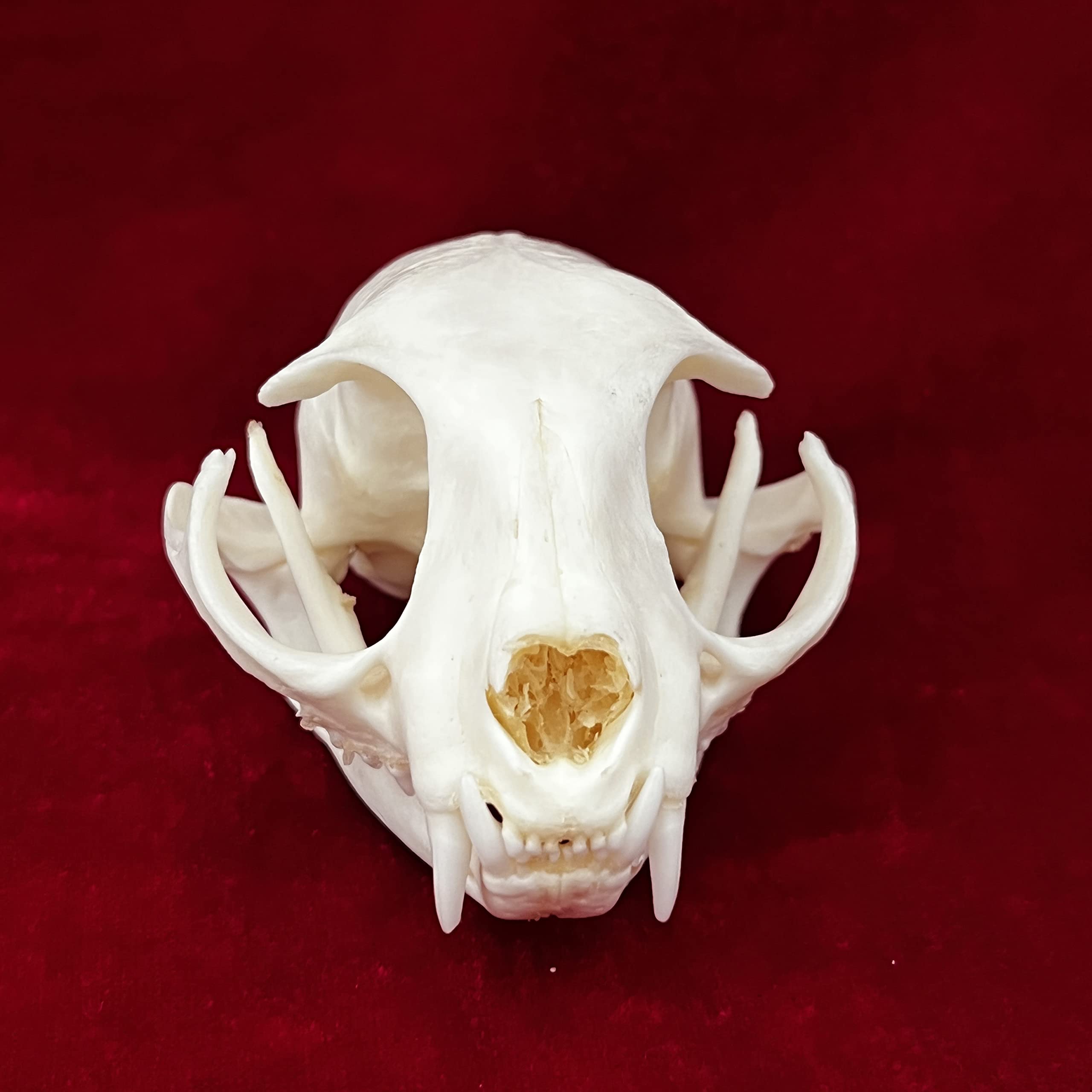 7PCS Real Animal Skull Specimens - Cat, Muskrat, Nutria, Mink, Fox, Raccoon & Turtle - Taxidermy Skull Decor for Home, Study Collection & Unique Gifts | Perfect for Gothic Decor, Biology Education & Oddity Collectors