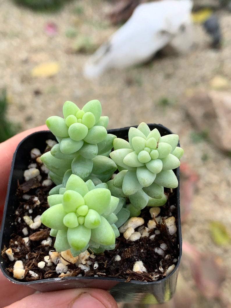 Sedum Morganianum Burro's Tail Succulent Plant - 2 Inch Pot with 3-4 Live Plants, Low Maintenance Indoor/Outdoor Hanging Succulent for Home Decor, Office Desk, or Gift