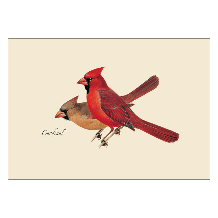 Peterson Bird Notecard Set - 24 Assorted Handcrafted Greeting Cards with Envelopes for Thank You Notes, Wedding Invitations & Special Occasions