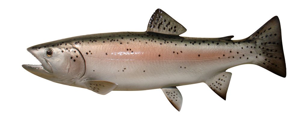 Realistic Trout Fish Mount Replicas - Handcrafted Wall Decor for Home & Office - Indoor/Outdoor Durable Display - Perfect for Cabin, Man Cave, or Fishing Lodge Decor
