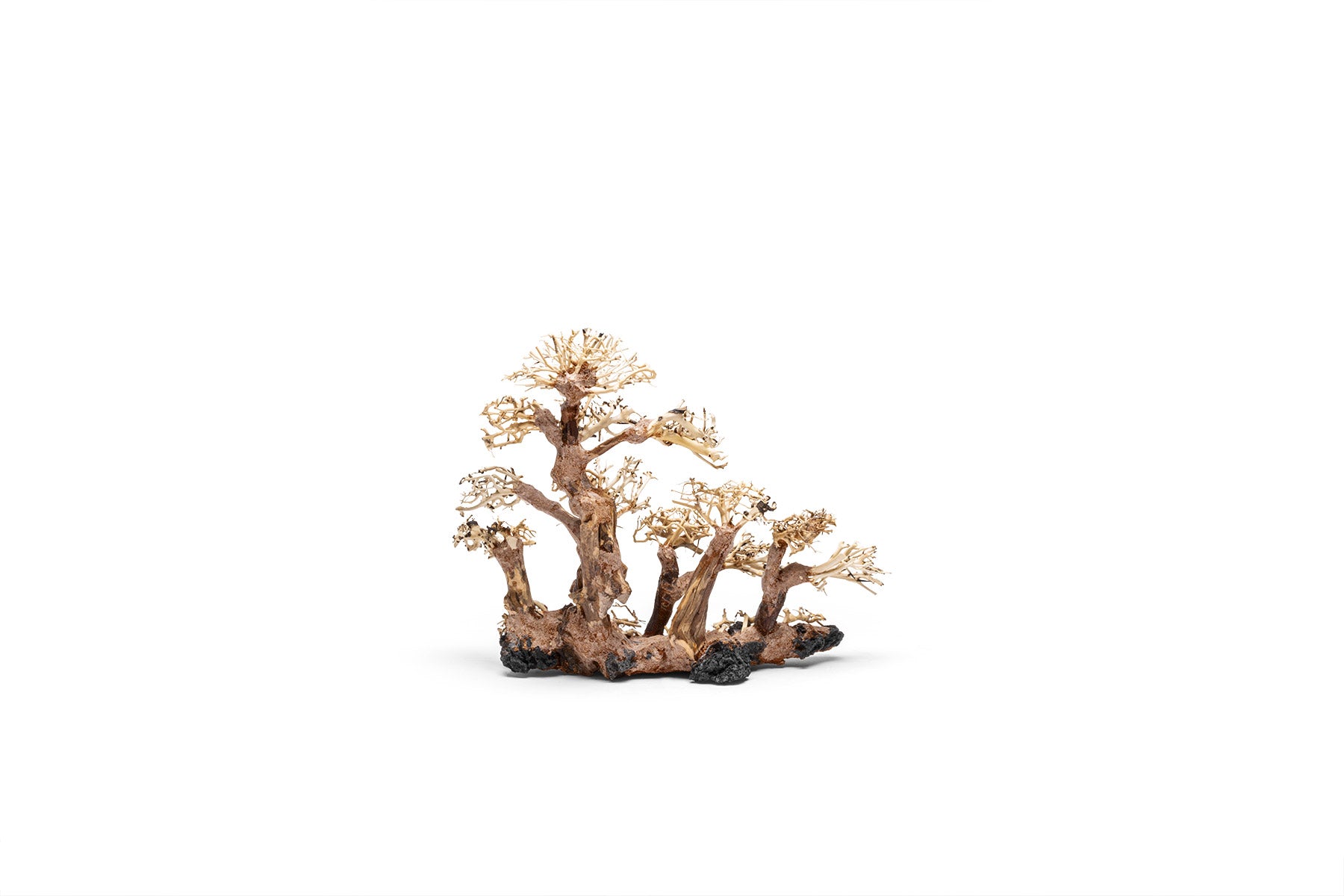 Premium Uns Bonsai 008 - Miniature Japanese Bonsai Tree for Home & Office Decor | Perfect Gift for Plant Lovers & Zen Garden Enthusiasts